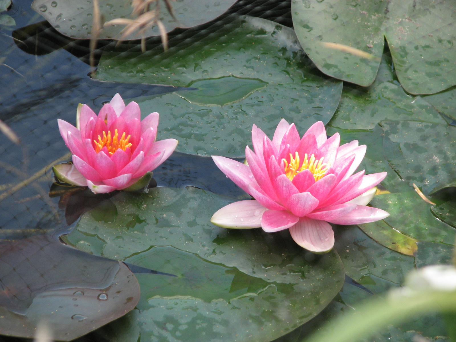 Pink Water Lillies | Sage's Acre