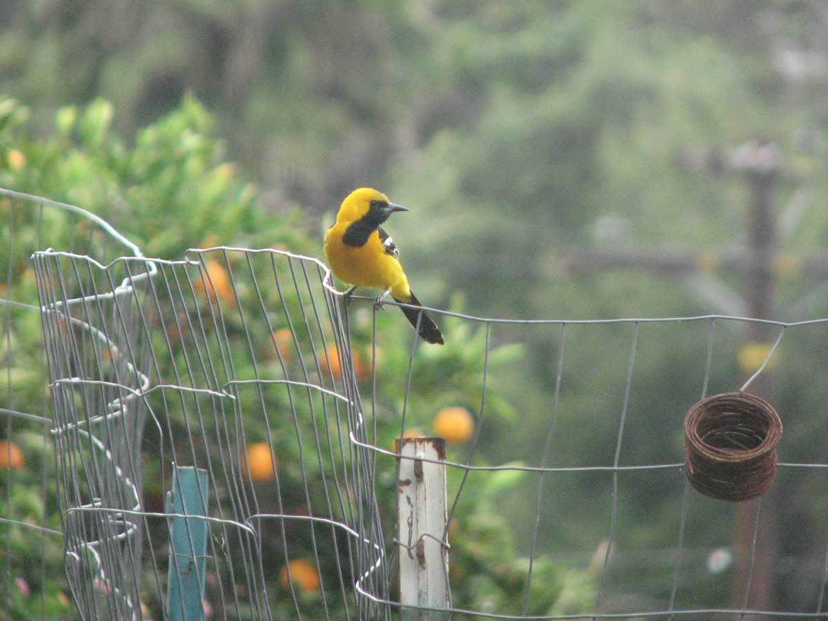 A Hooded Oriole Sage S Acre   IMG 2649 