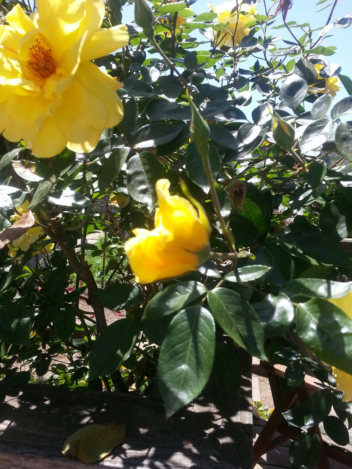 Golden Showers Rose Sage's Acre