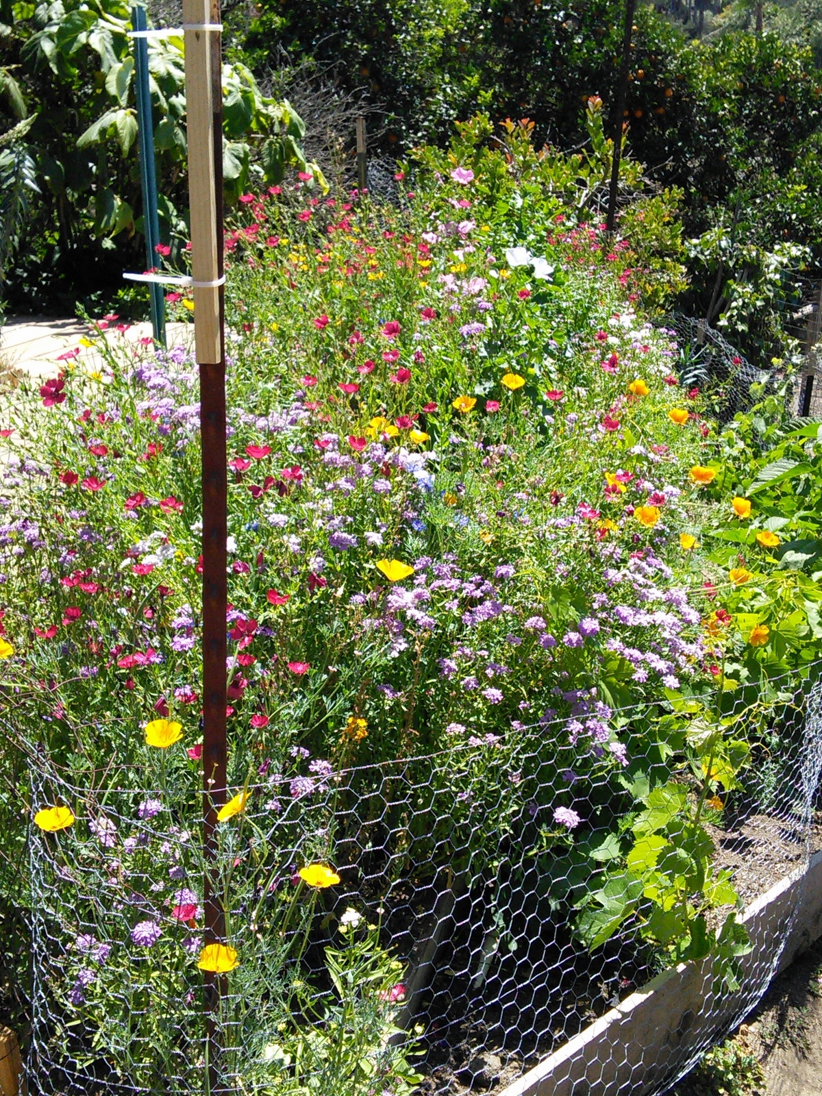 Flowers Gone Wild Flowers Gone Wild