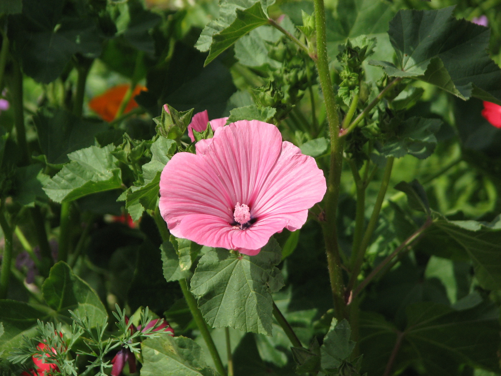 Pink Mallow Sage's Acre