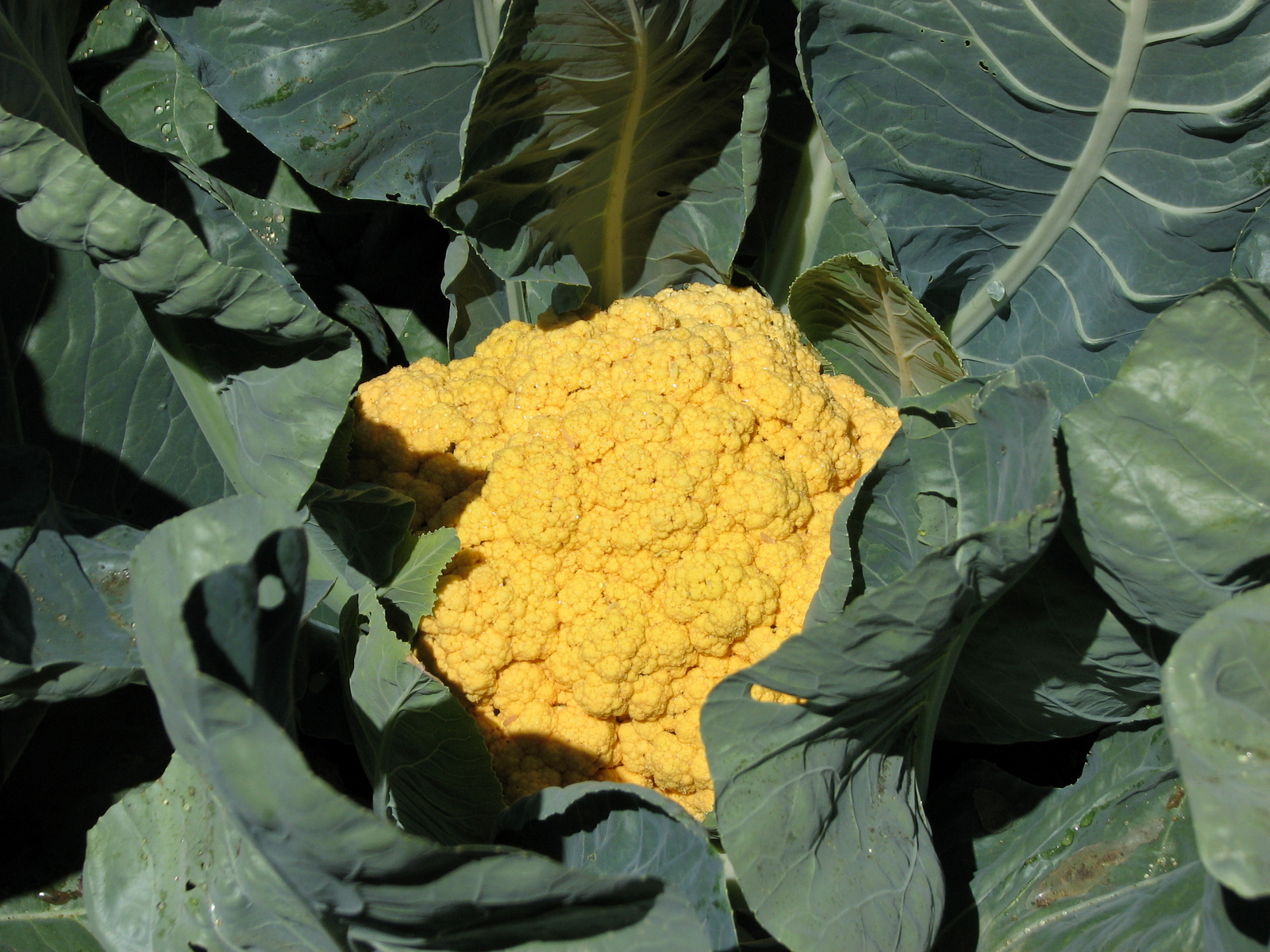 “Cheddar” Cauliflower Sage's Acre