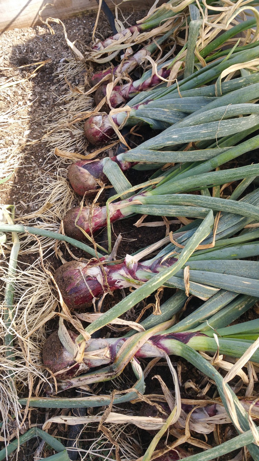 Red Onion Harvest Sage's Acre