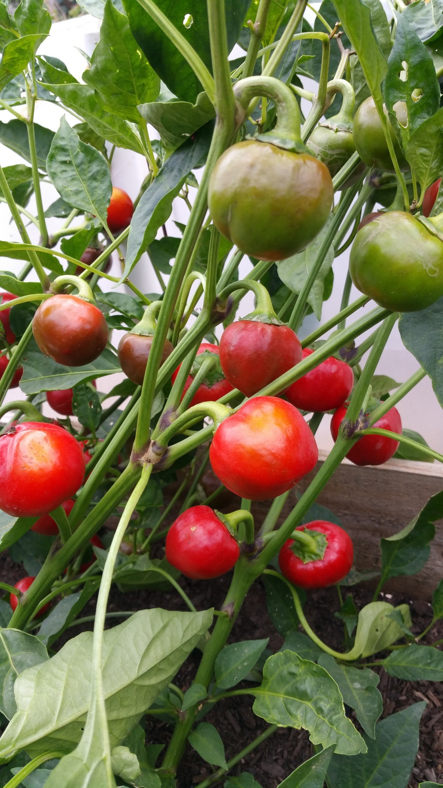 Best Pepper Pickling Recipe | Sage's Acre | Home, Yard, Adventure