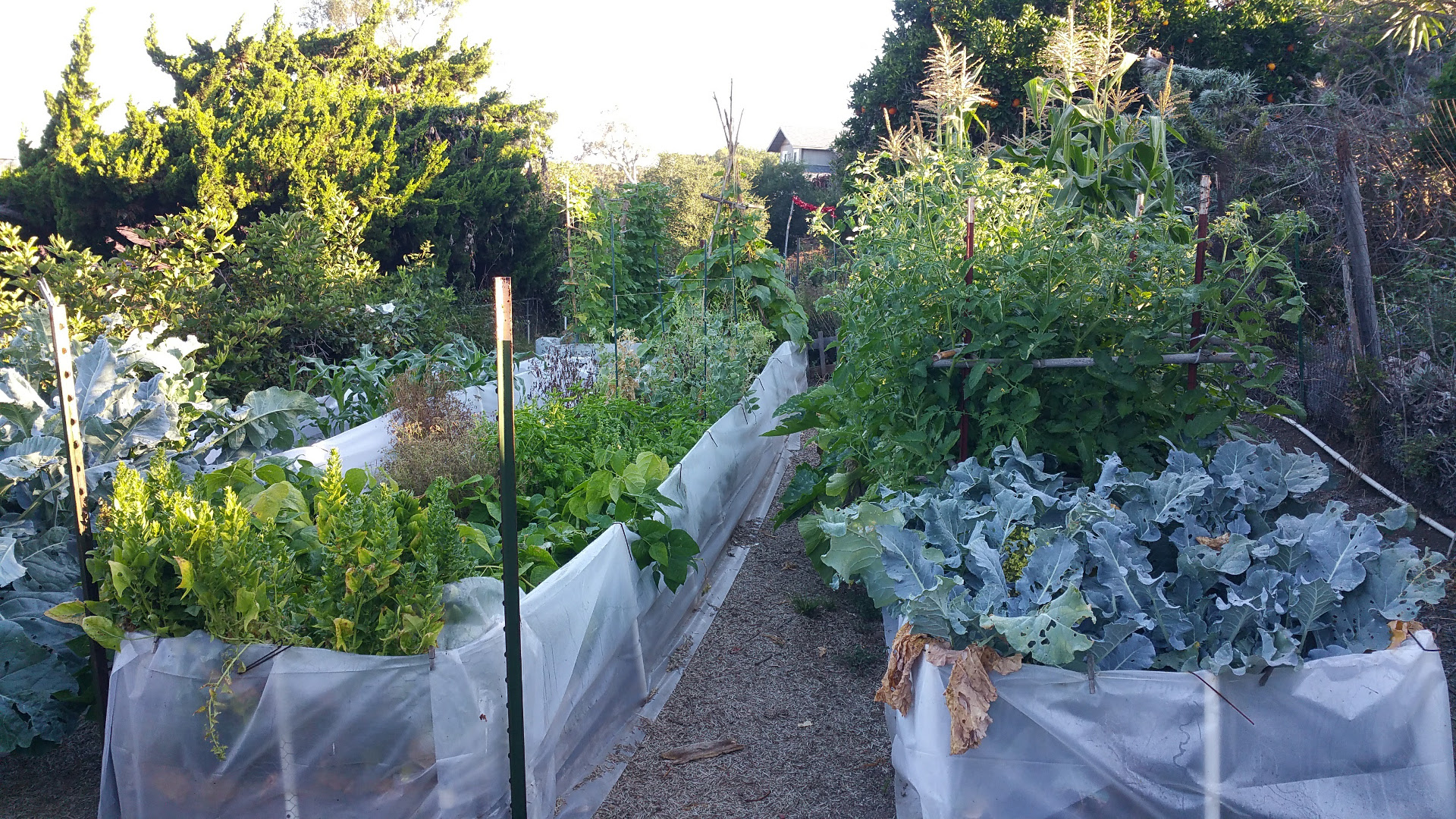 Vegetable Garden on June 25, 2017
