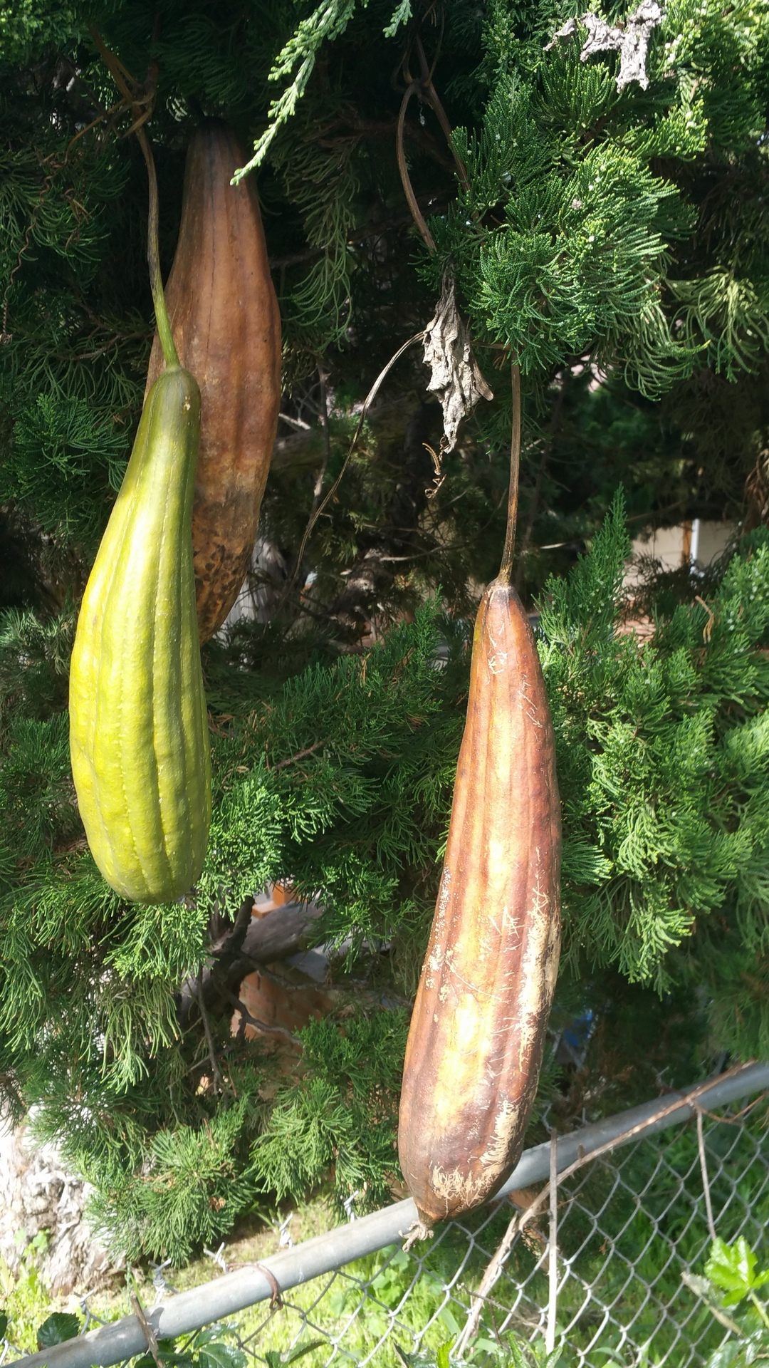 Grown your own luffa sponge Sage's Acre