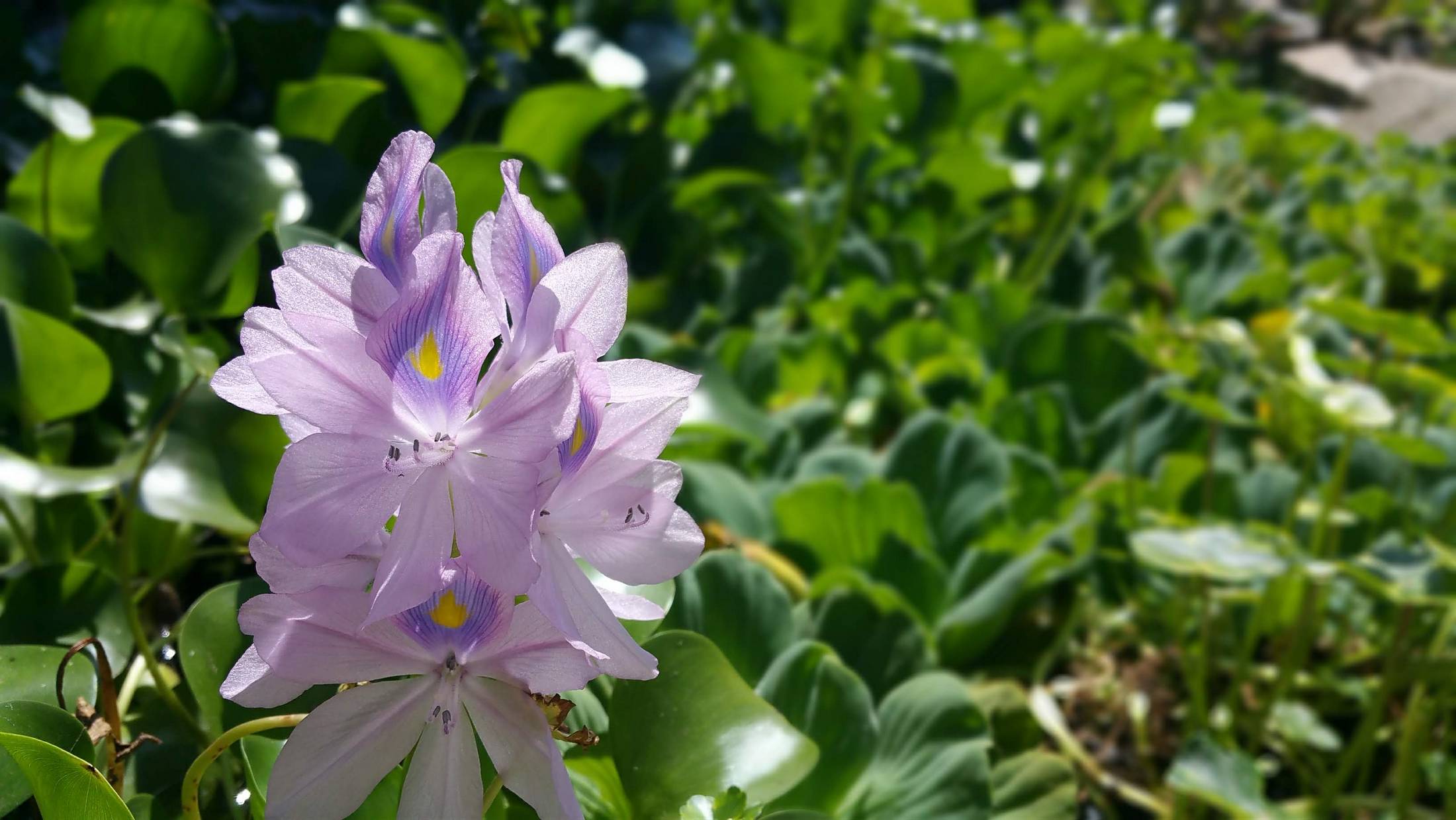 Photo of the Day Water Hyacinth in Bloom Sage's Acre