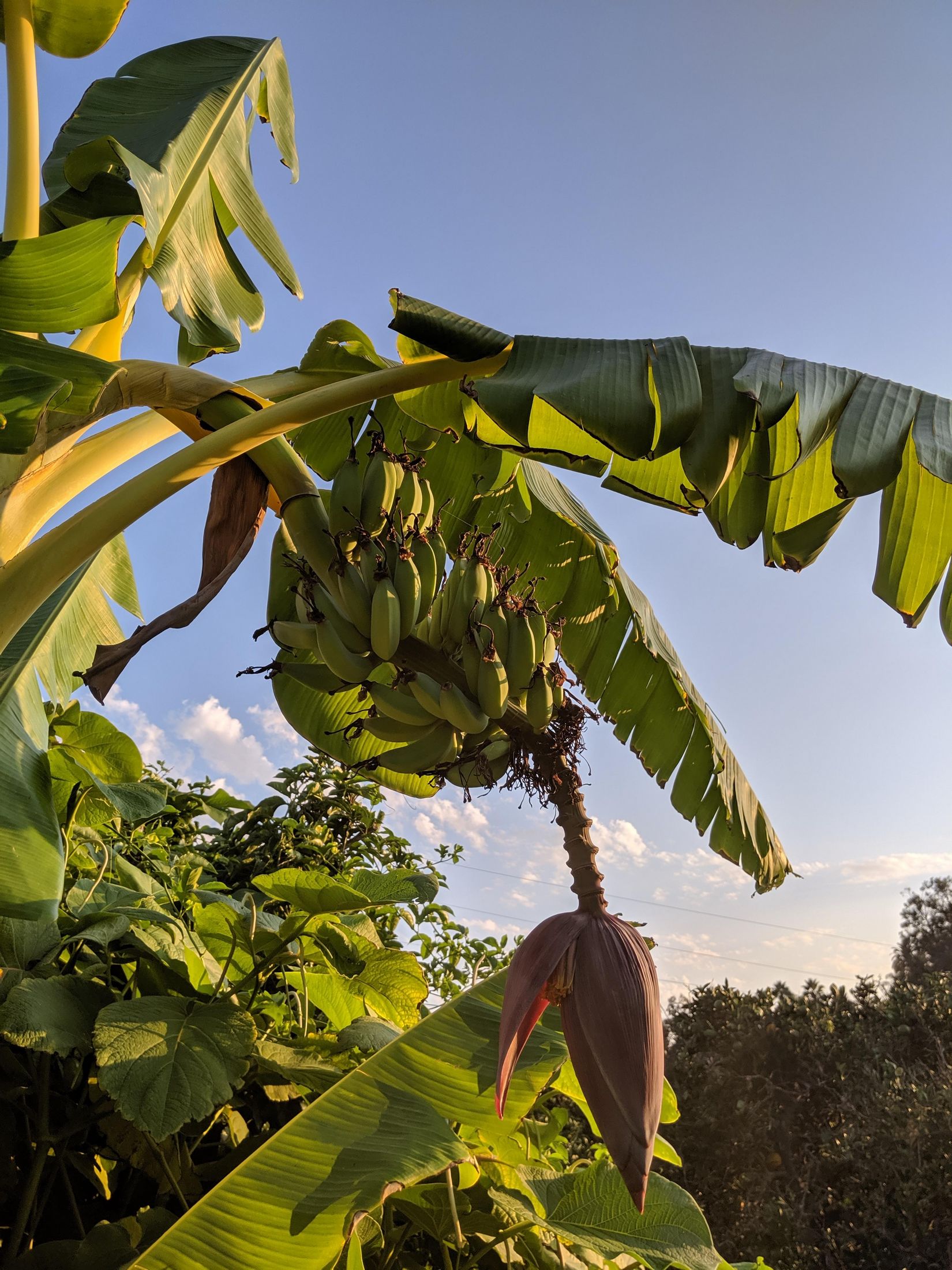 Photo of the Day Ice Cream Bananas Sage's Acre