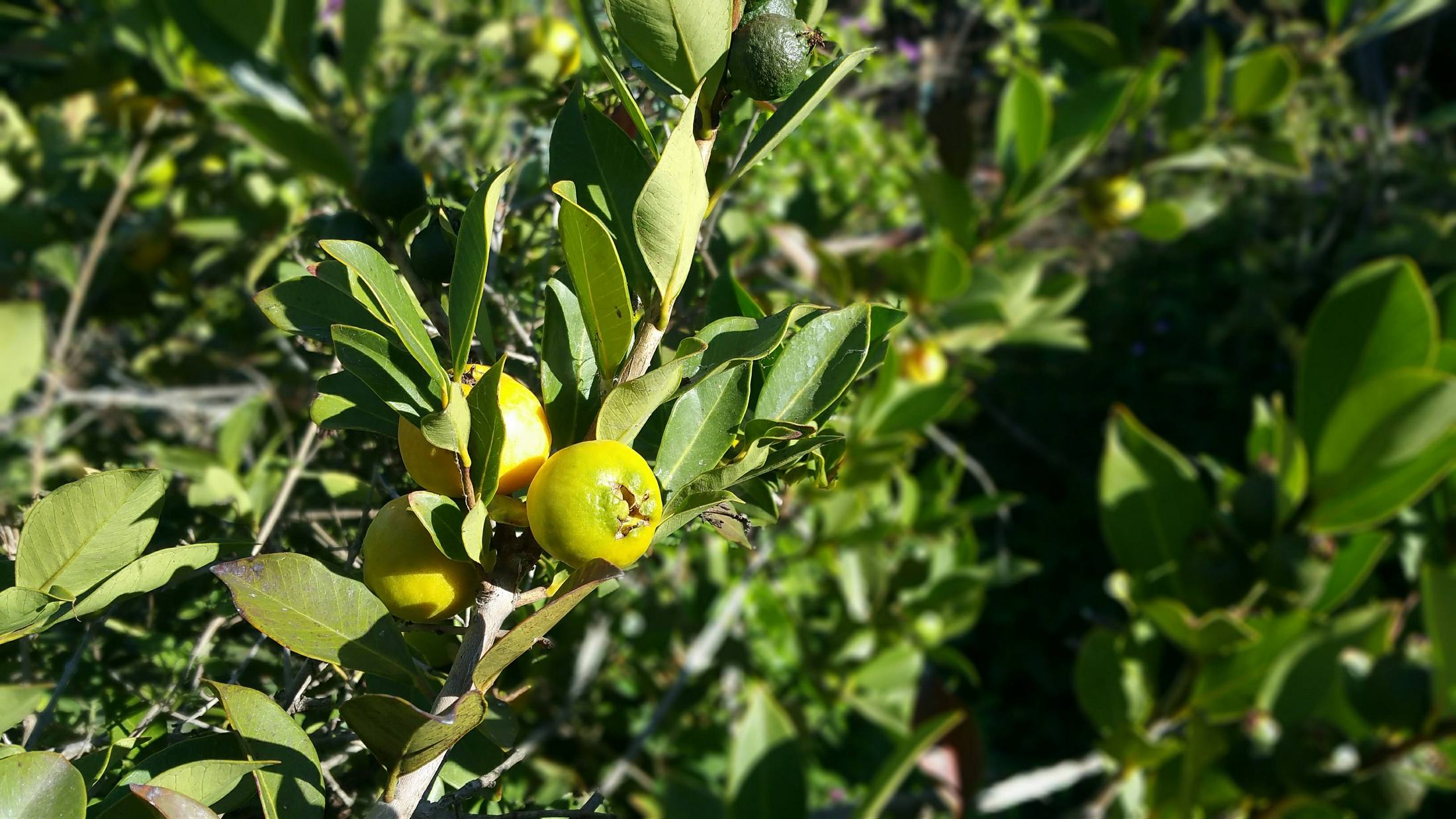 Yellow (Lemon) Guava