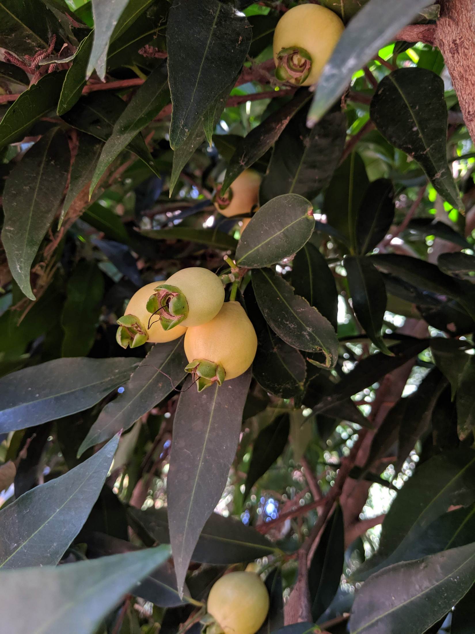 photo of Rose Apple (Jambu) fruit