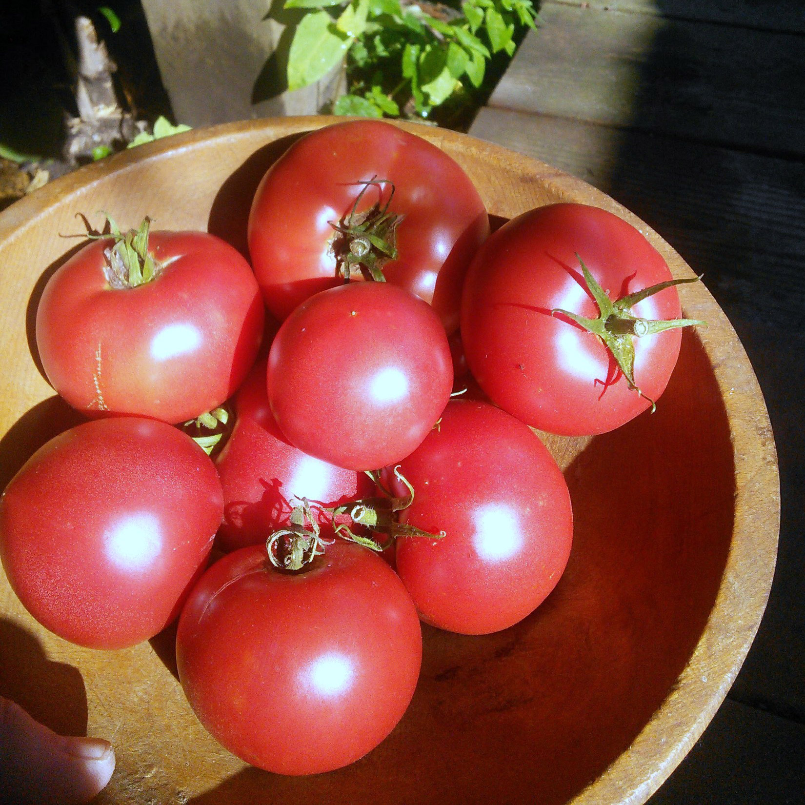 Video: “Happy Red” Japanese Tomato | Sage's Acre