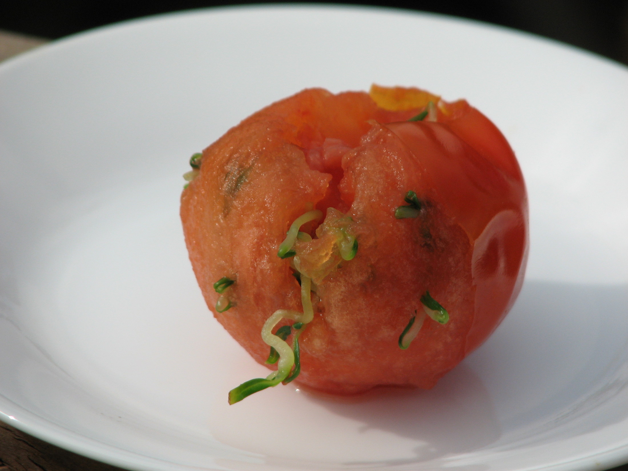 Photo of the Day Tomato sprouting from the inside out Sage's Acre