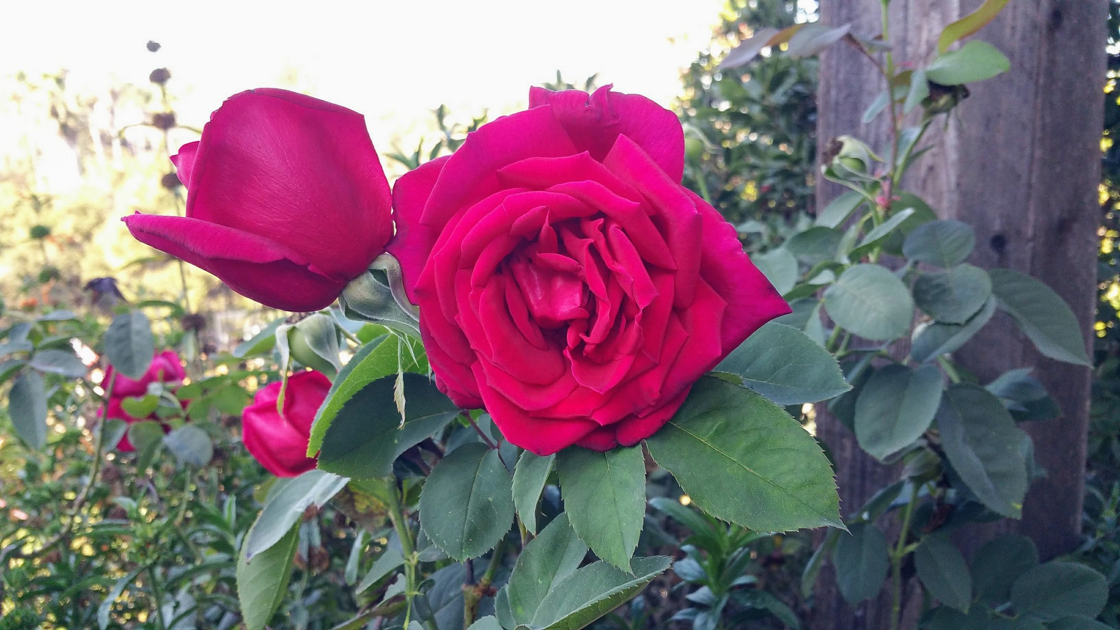photo of a red rose in the garden