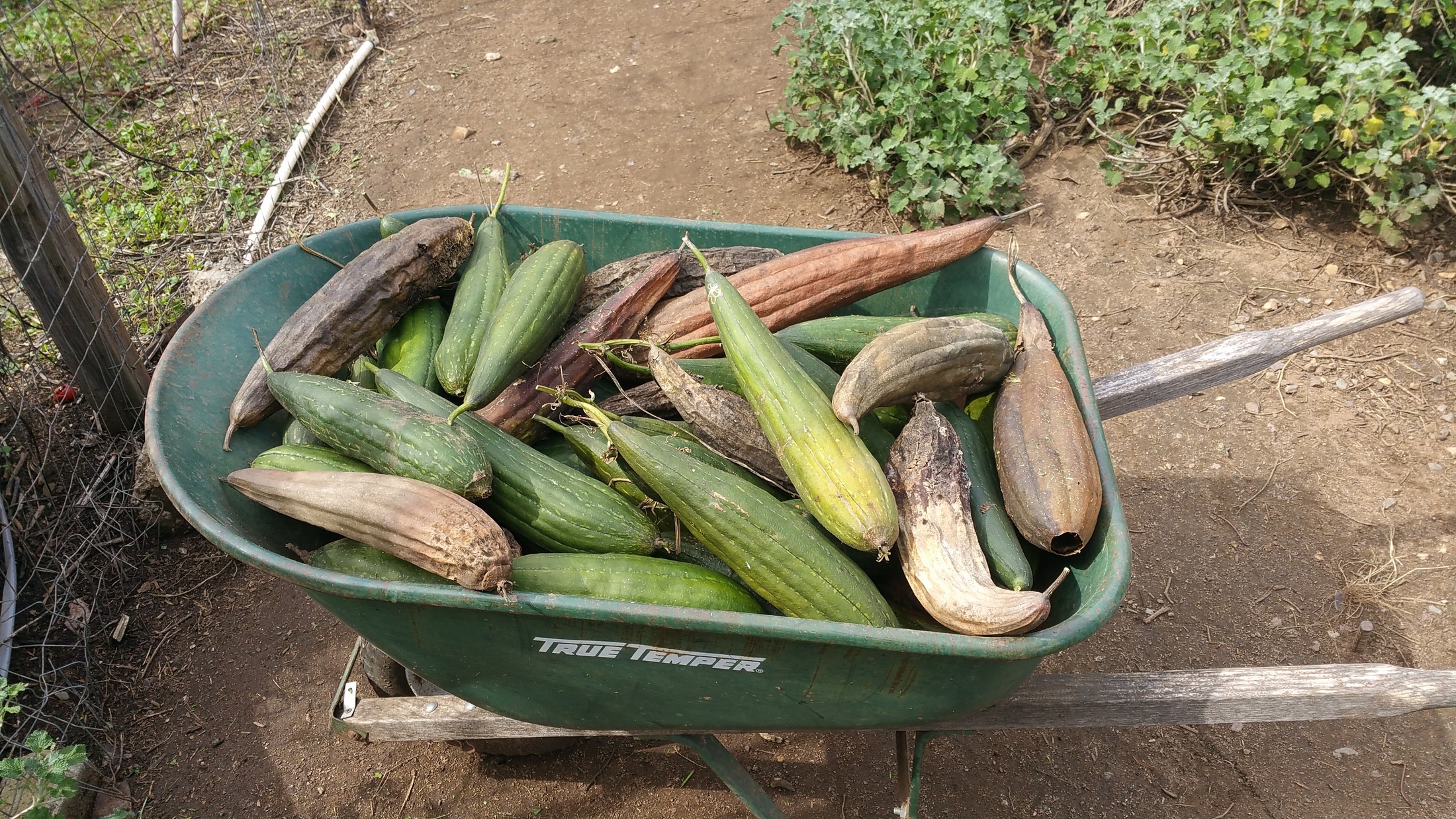 luffas after harvest