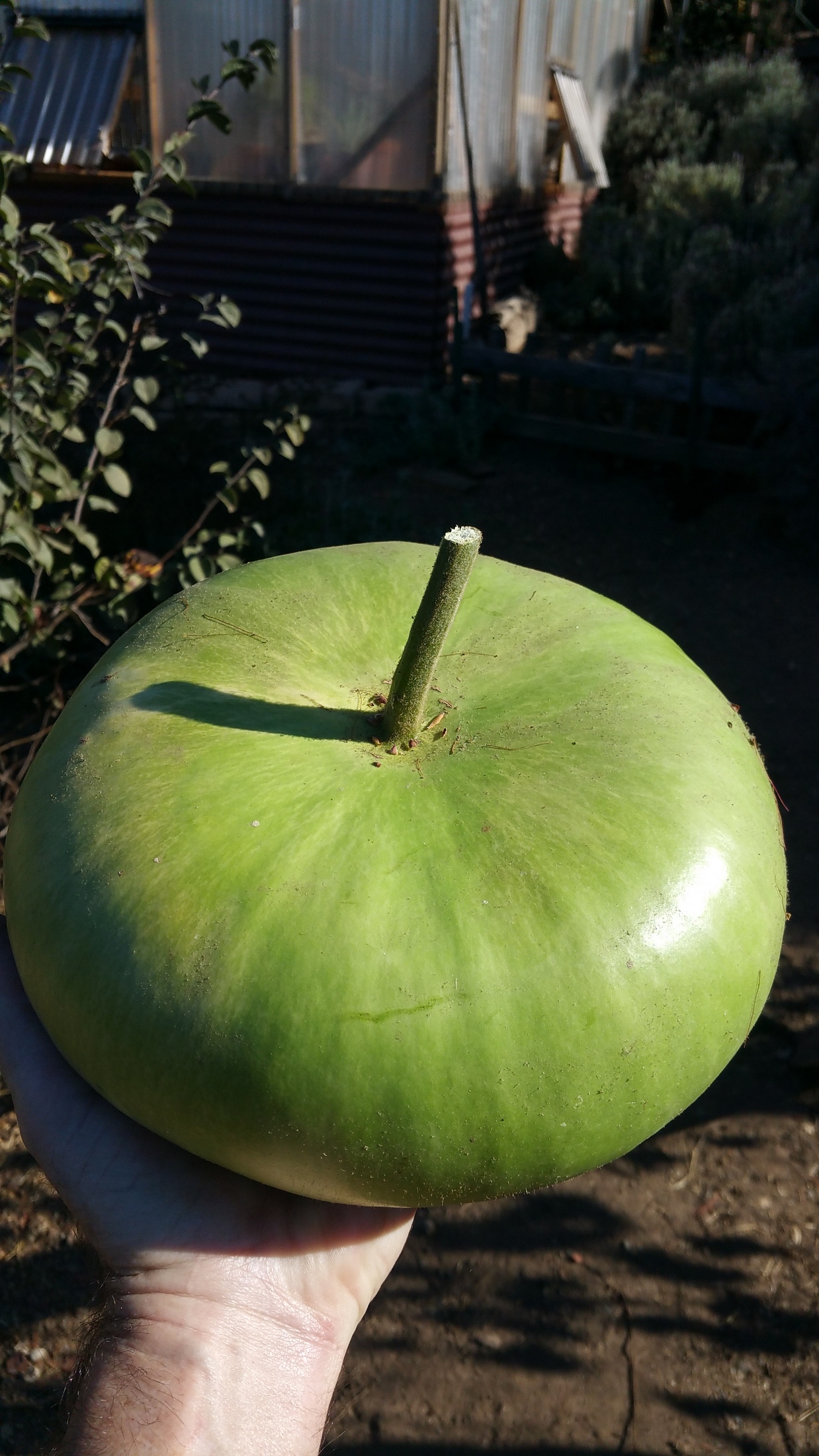 Bowl Gourds Sage's Acre