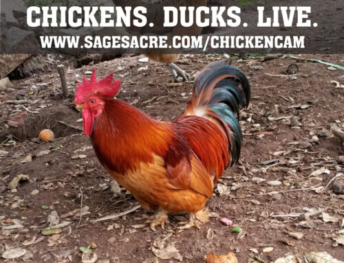 Chickencam Lockdown Livestream – March 21, 2020