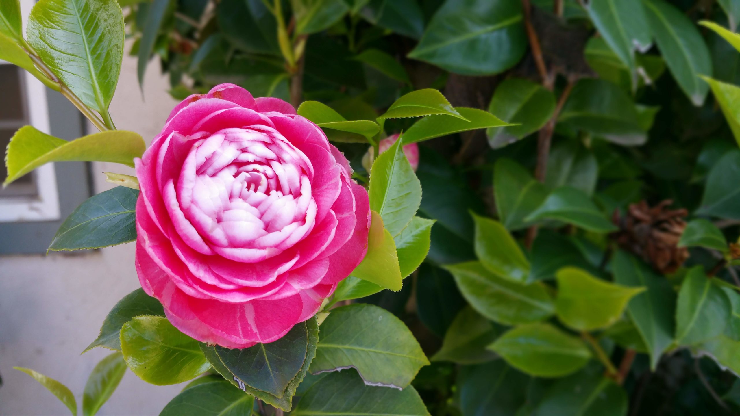 Camellia in Bloom Sage's Acre