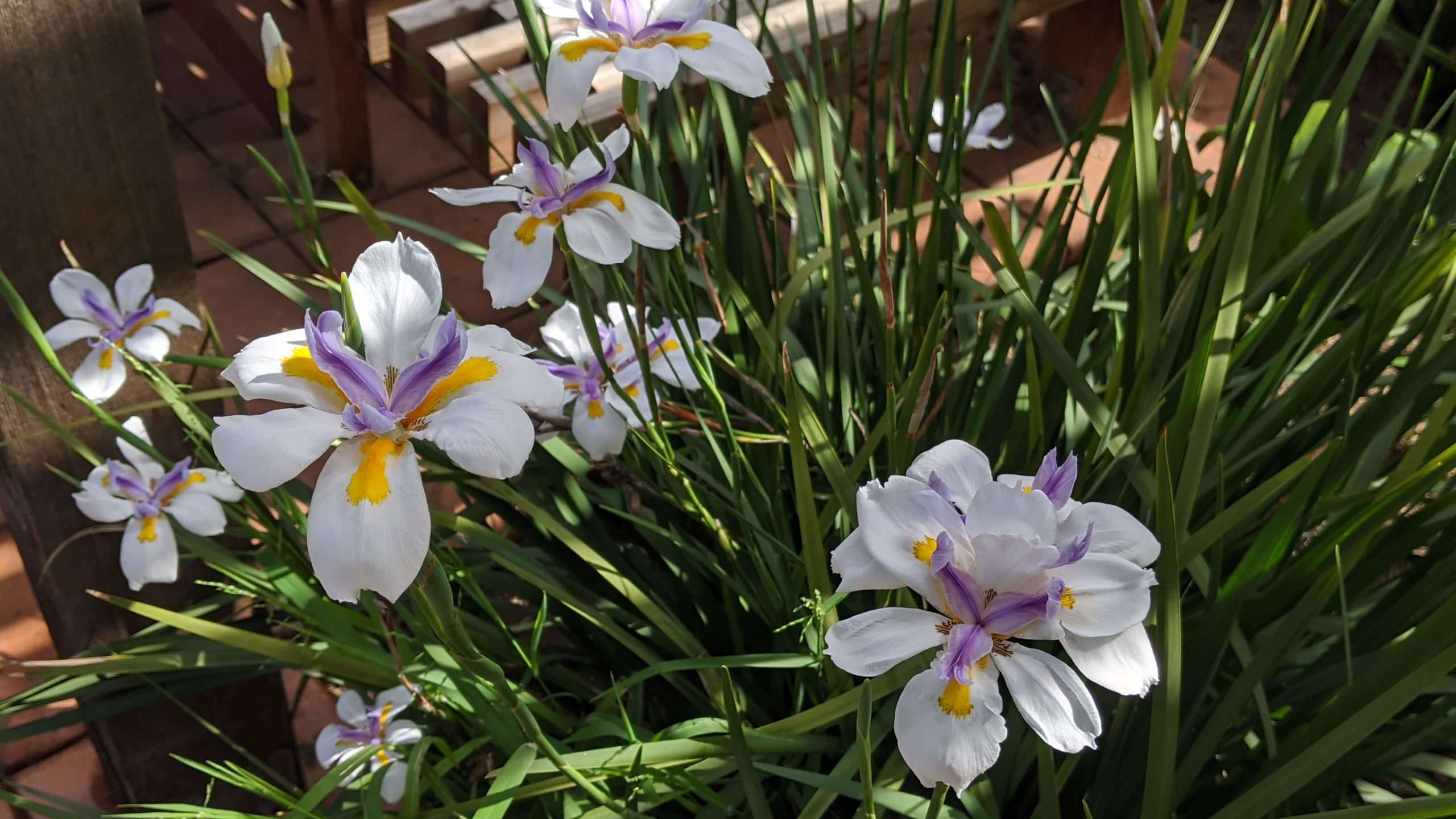 Butterfly Iris is Beautiful Cover | Sage's Acre