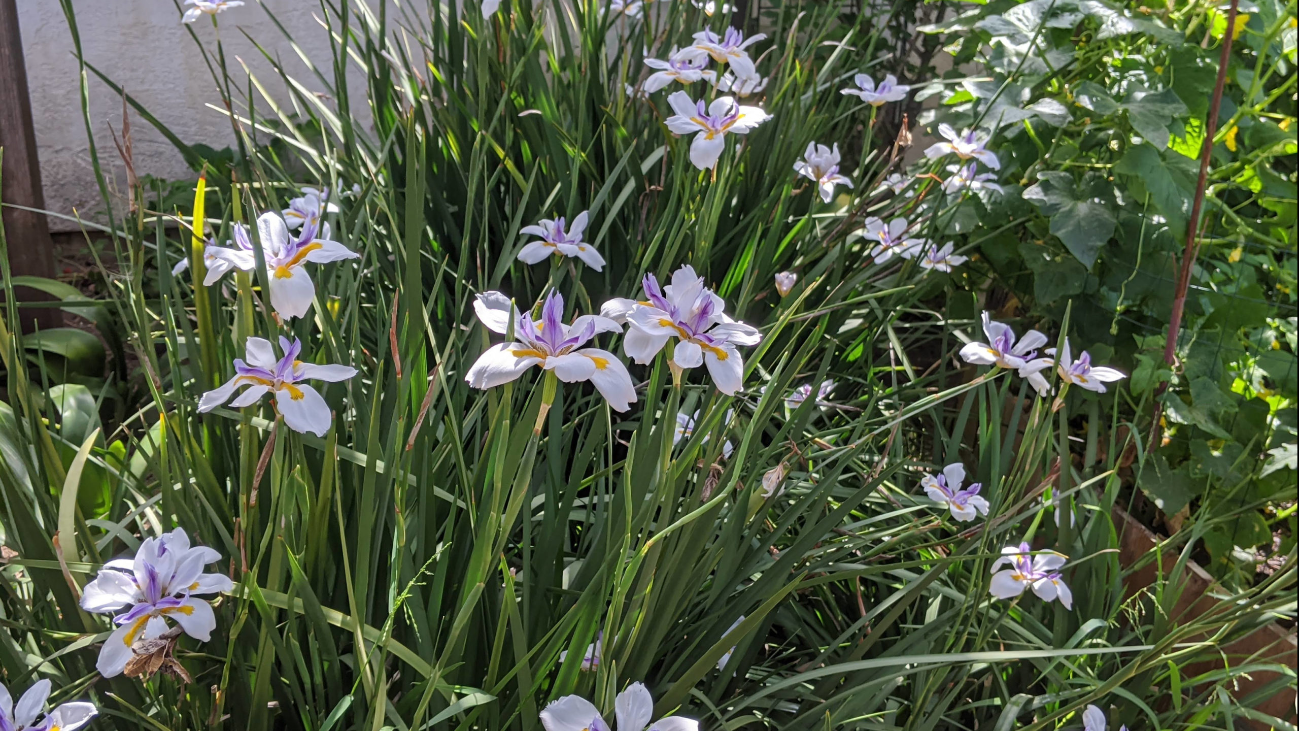 Butterfly Iris is Beautiful Cover Sage's Acre