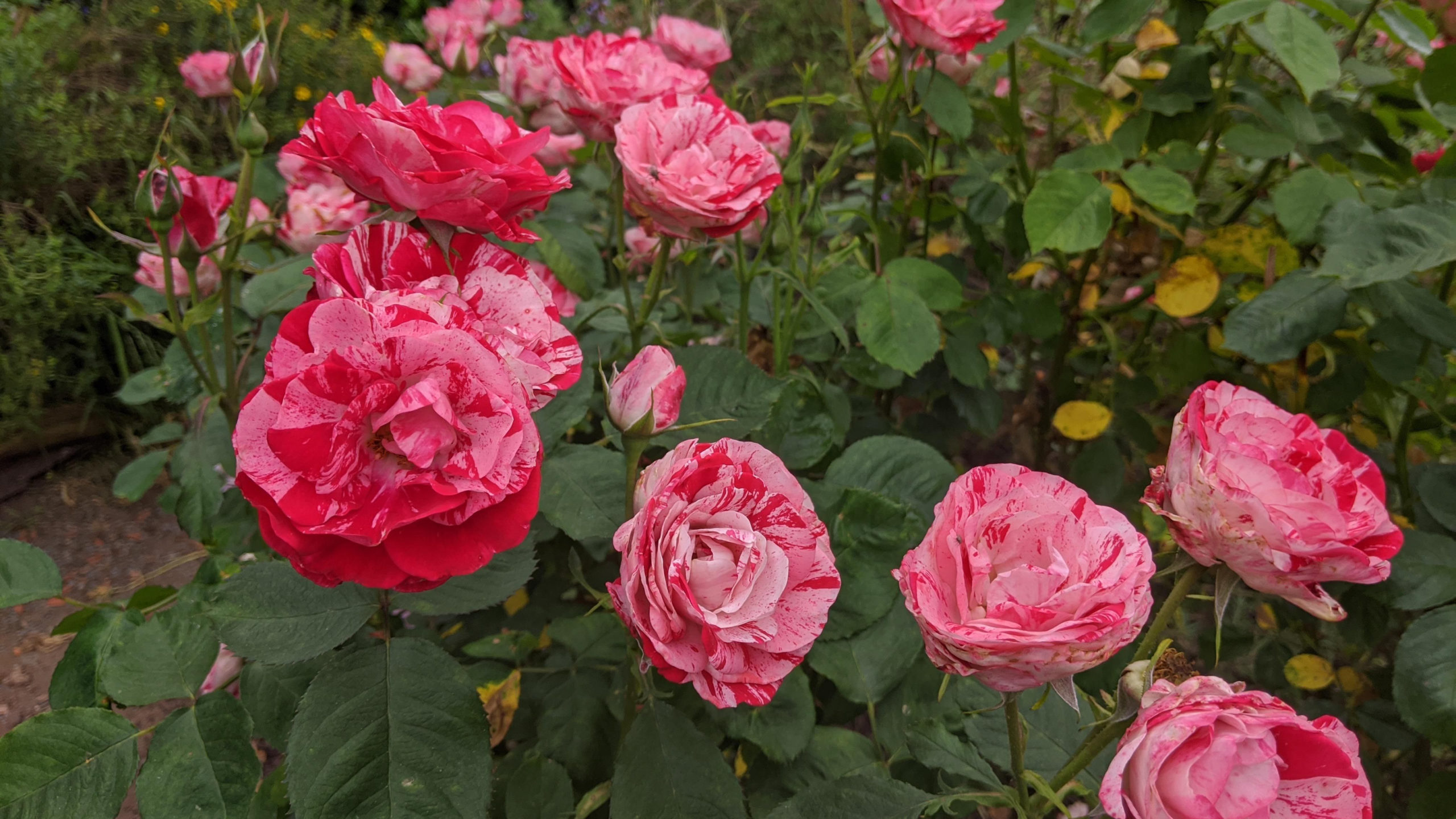 Peppermint Twist Rose in Bloom