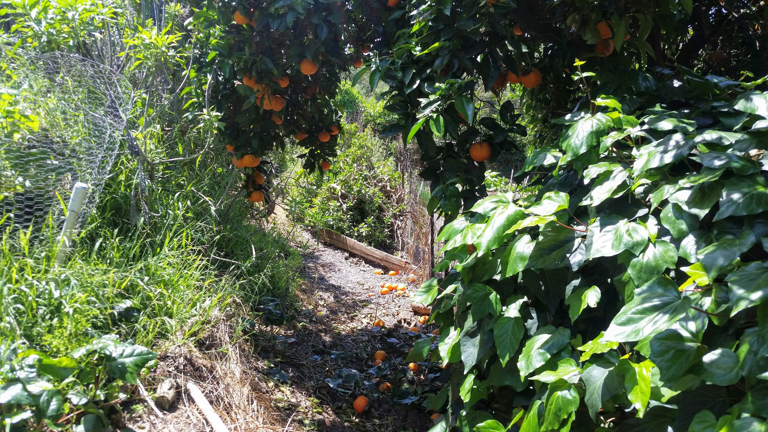 A secret path | Sage's Acre