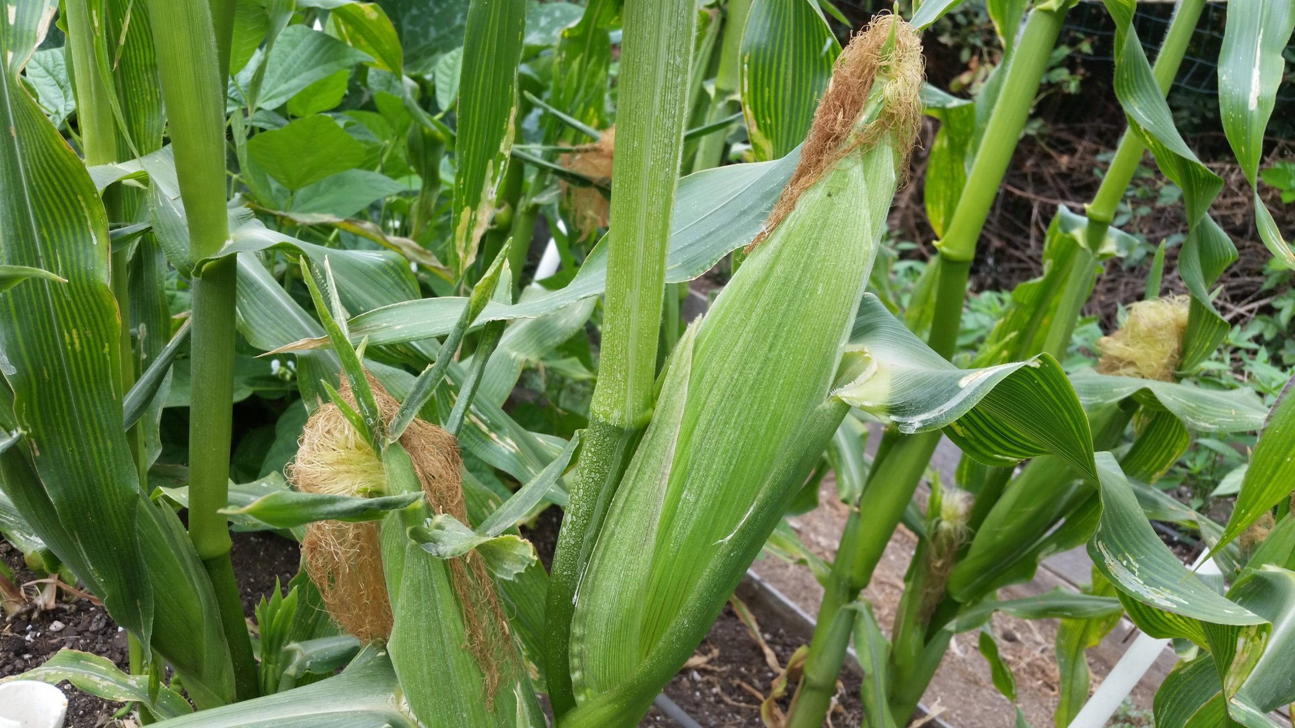 How Much Sweet Corn Can 1 Acre Produce