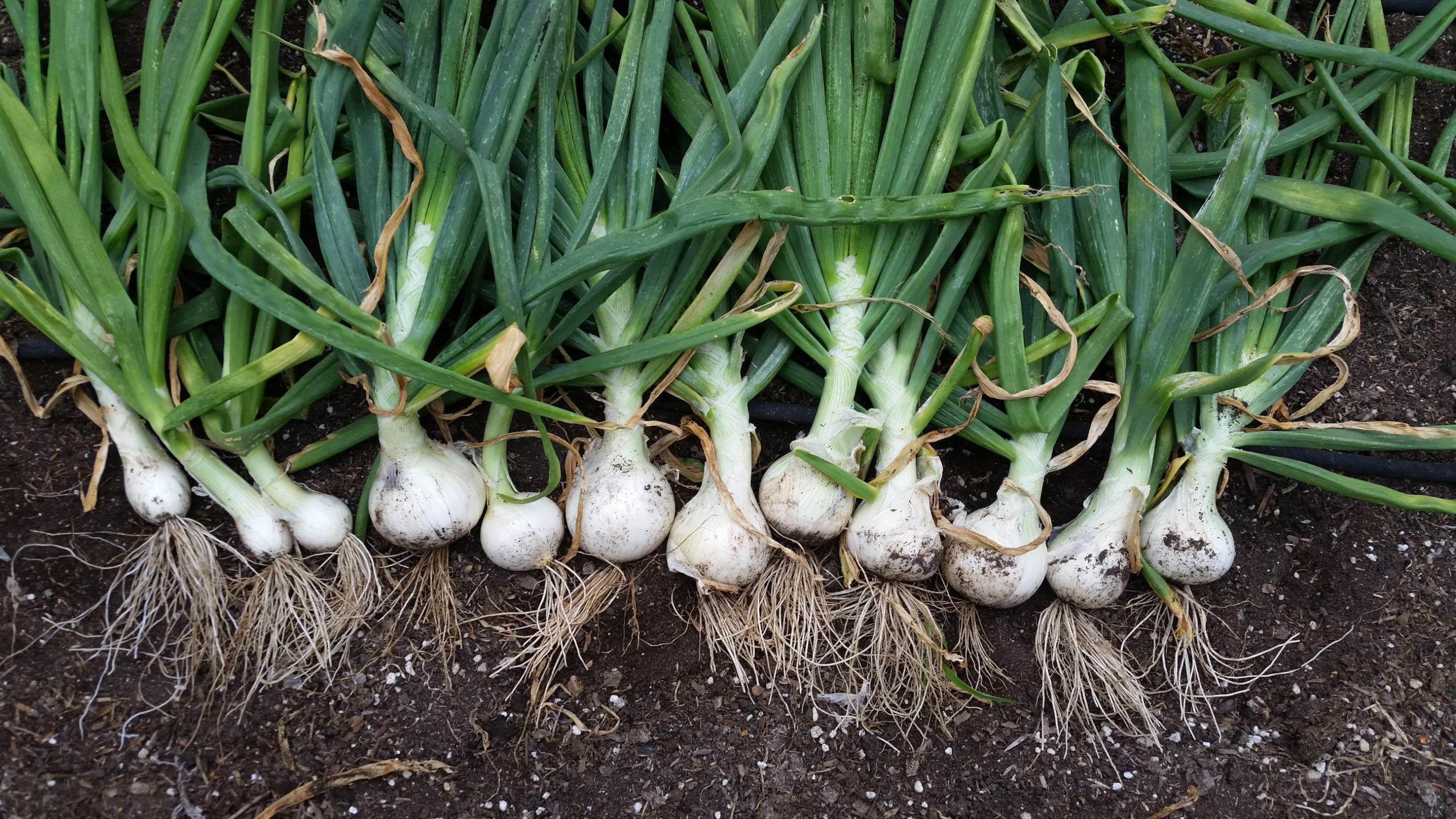 The Onion Harvest Rule Sage's Acre
