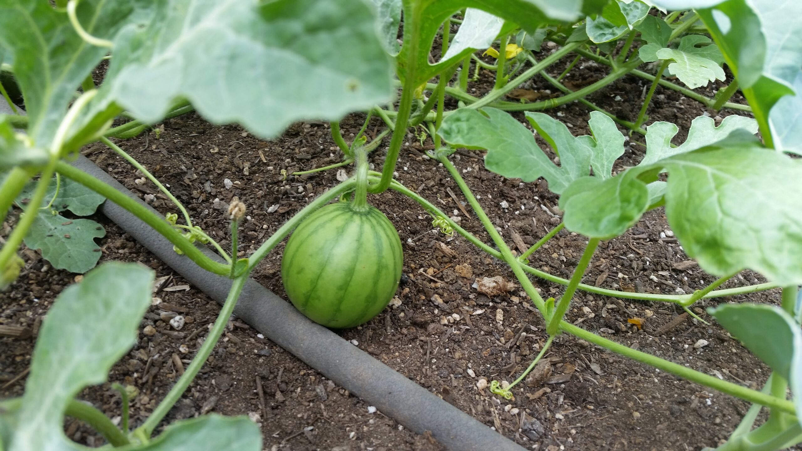Let Me Show You a Photo of My Baby… Watermelon Sage's Acre