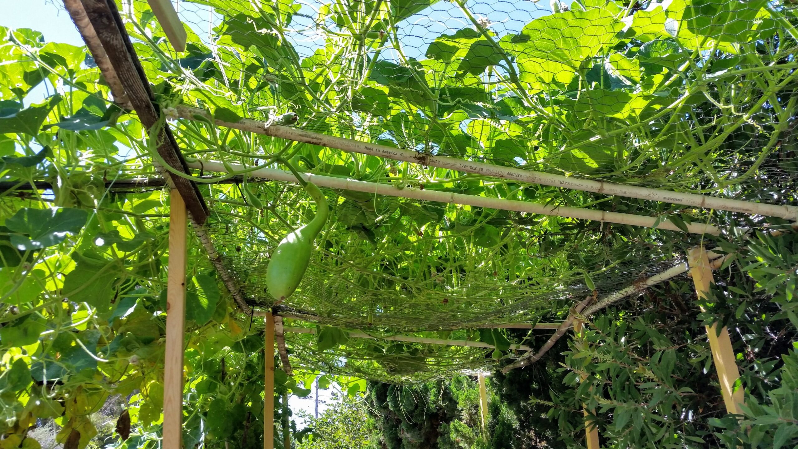 A Hanging Gourd Garden in the Making Sage's Acre