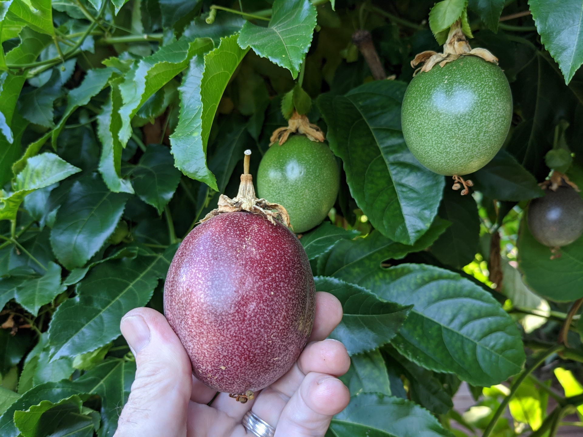 Video Attack of the Passion Fruit Sage's Acre