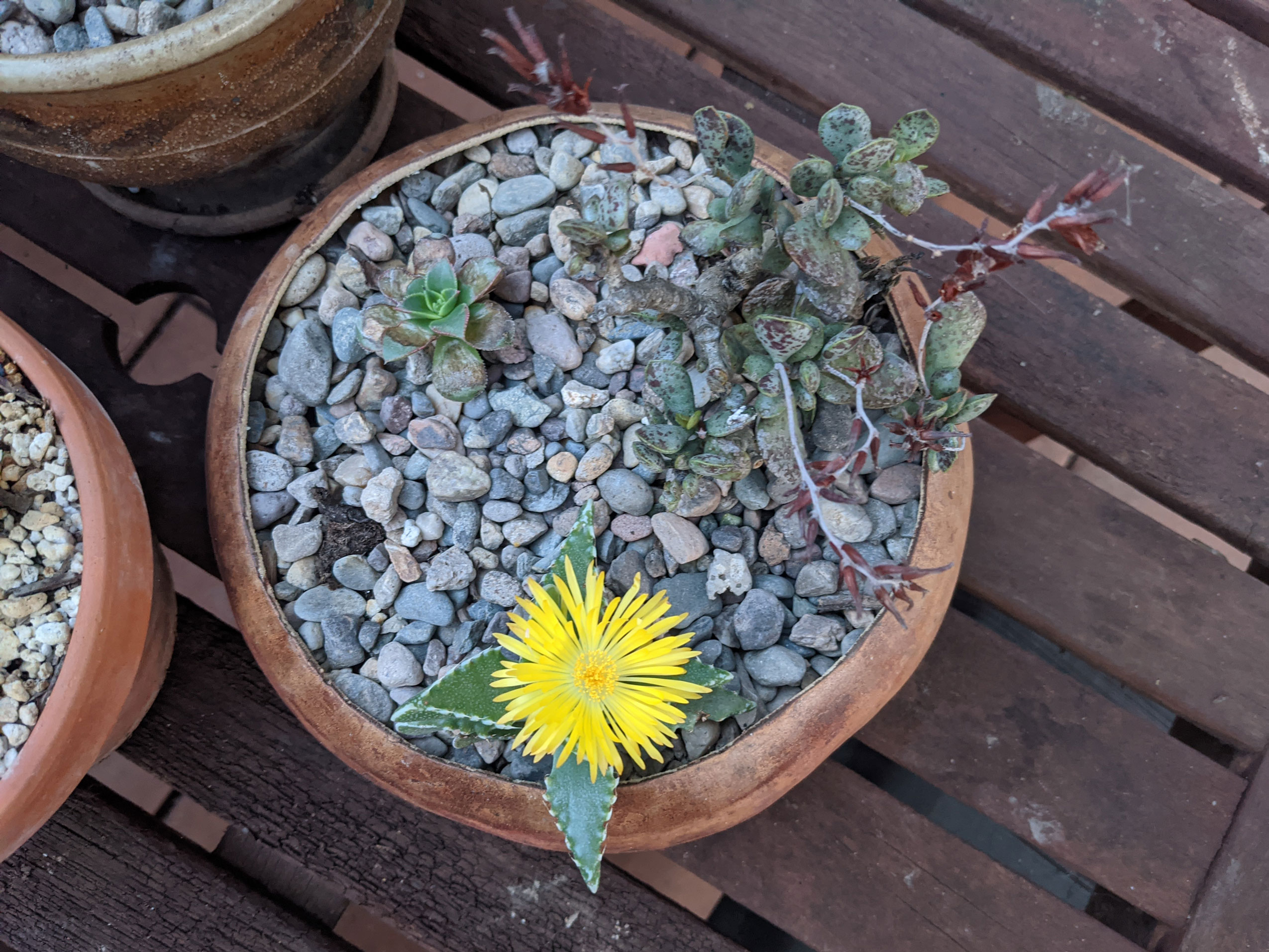 Same tiger jaw just before sunset