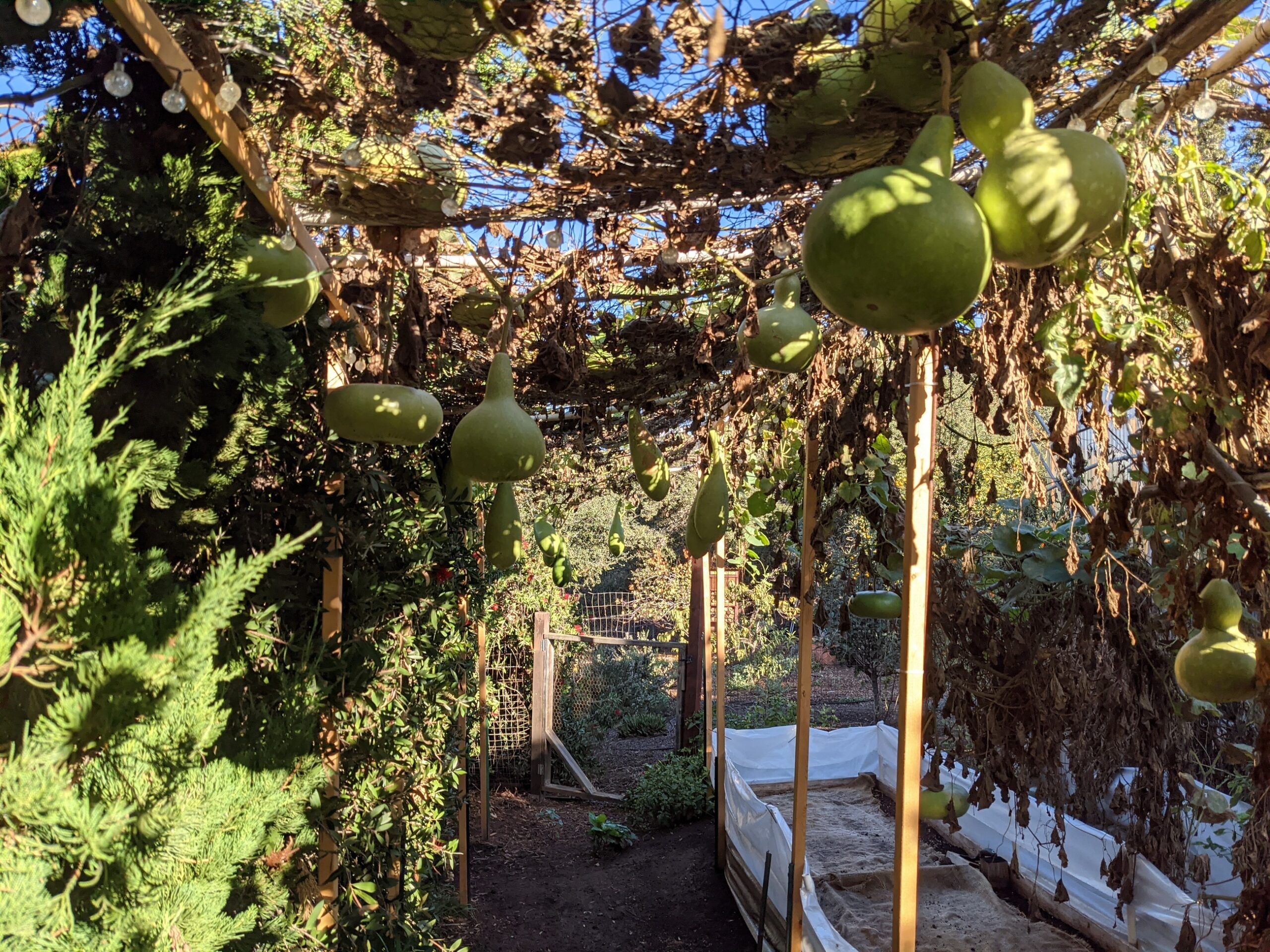 Video A final walk through the hanging gourd garden Sage's Acre