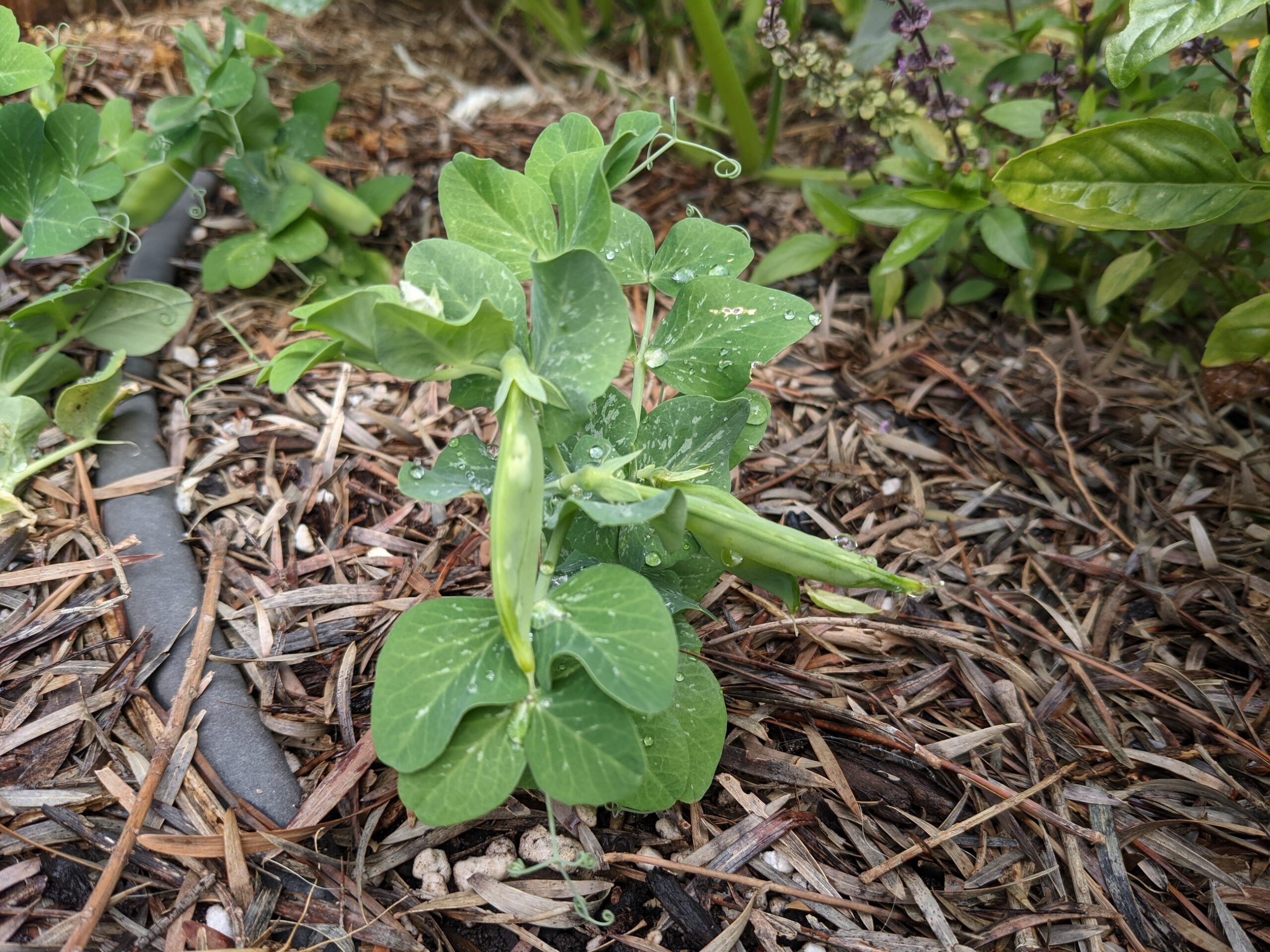 Tom Thumb Peas | Sage's Acre