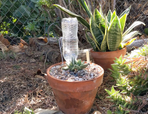 Garden Hack: DIY Water Bottle Drip Watering System