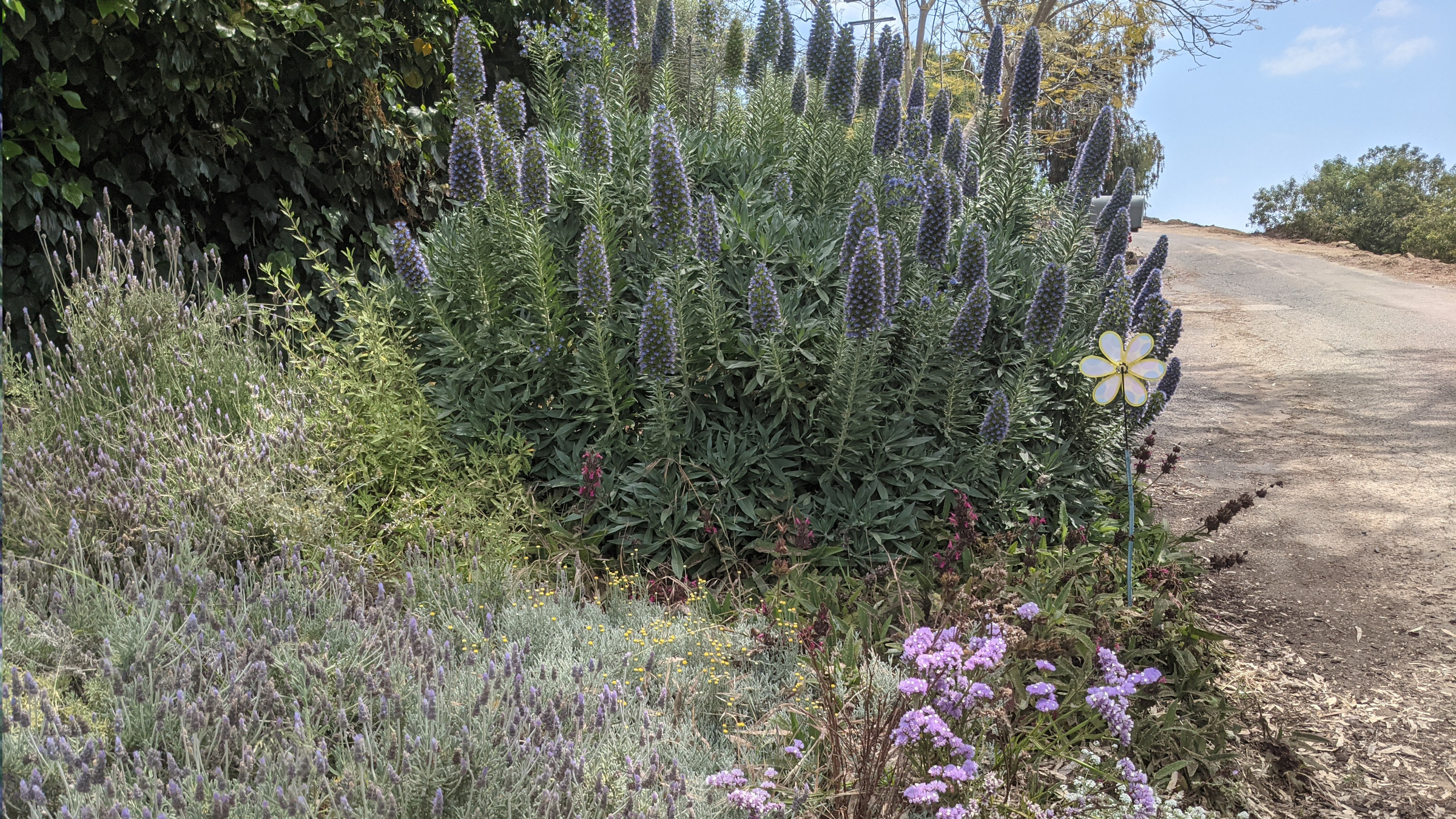 Pride of Madiera in Full Bloom | Sage's Acre