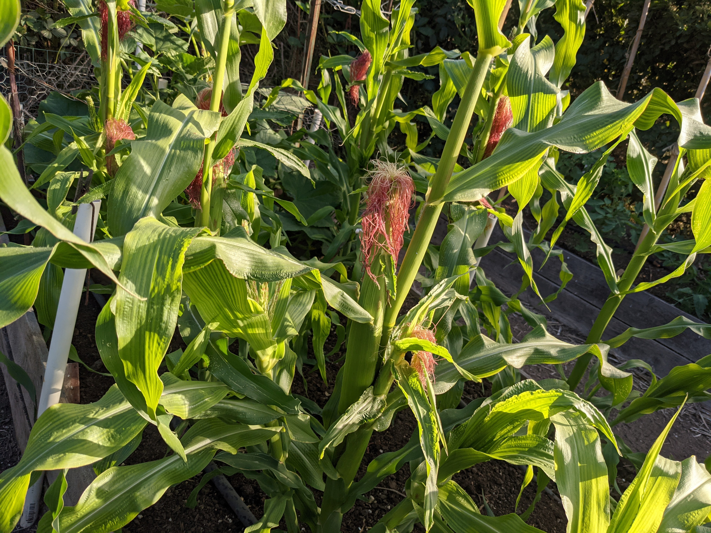 sweet-corn-coming-in-sage-s-acre