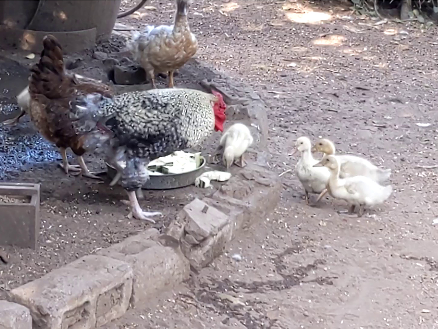 Rooster faces off with 3 ducklings