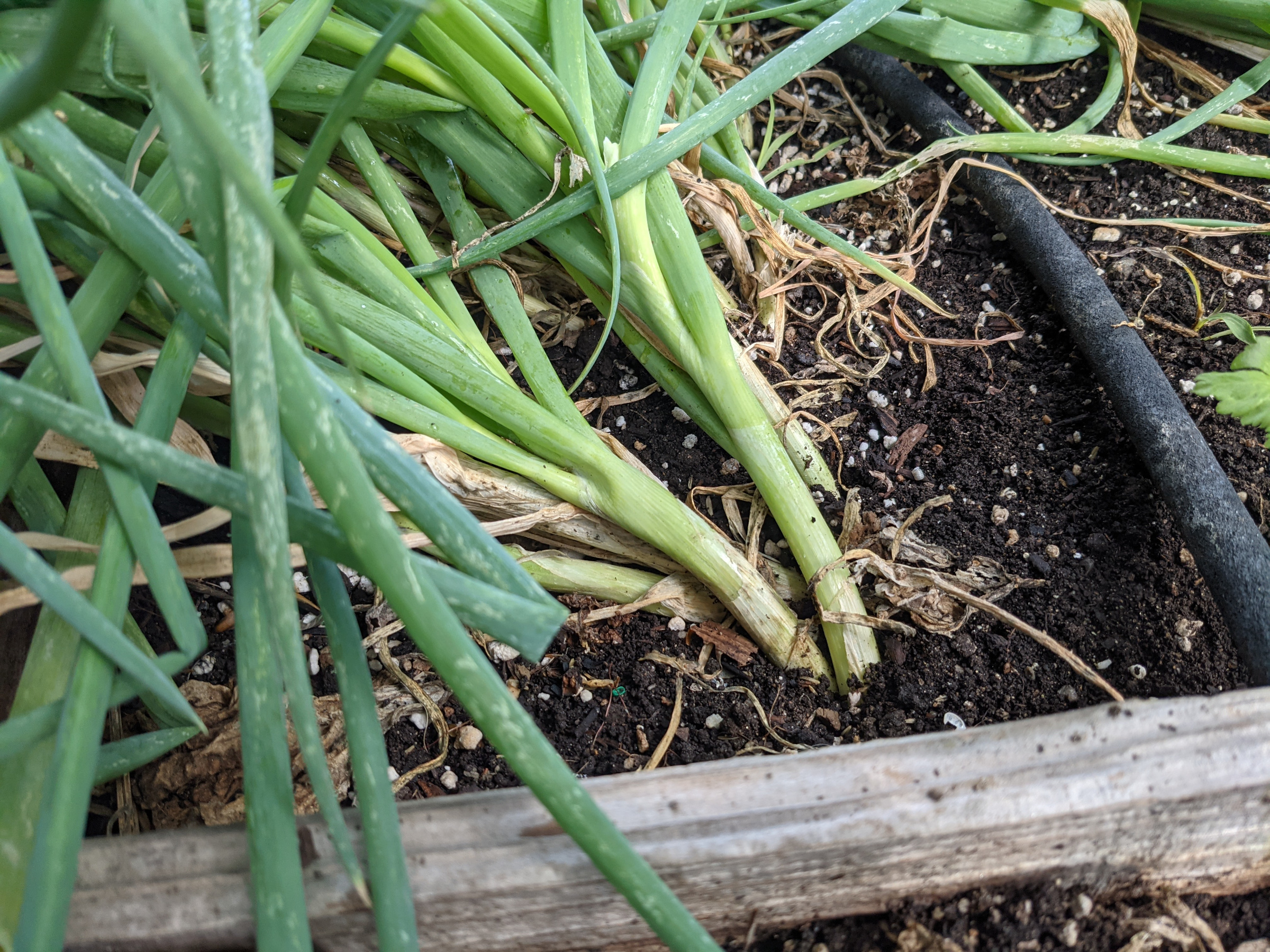 How To Harvest And Store Onions | Sage's Acre