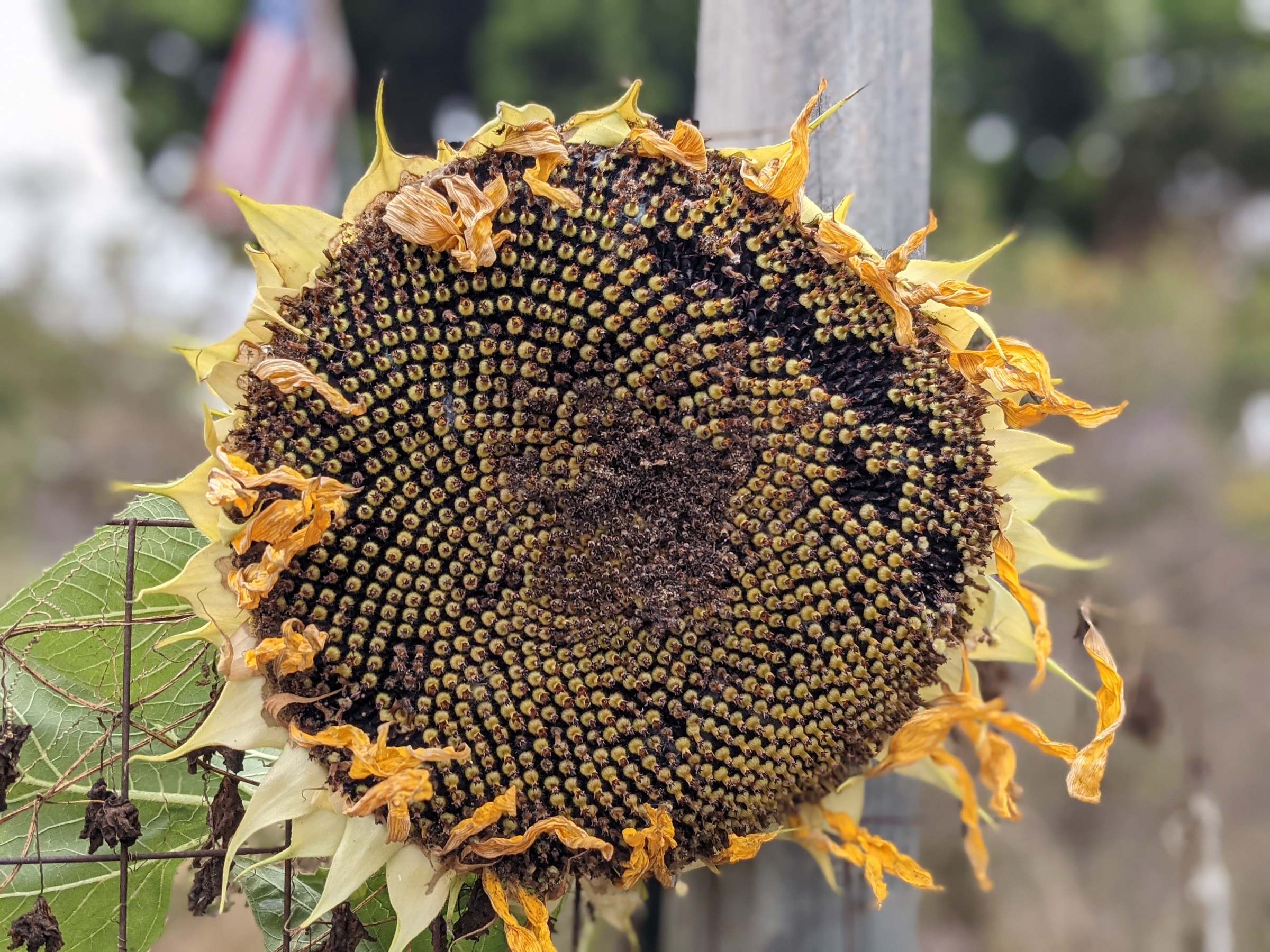 The Symmetry of the Sunflower Sage's Acre