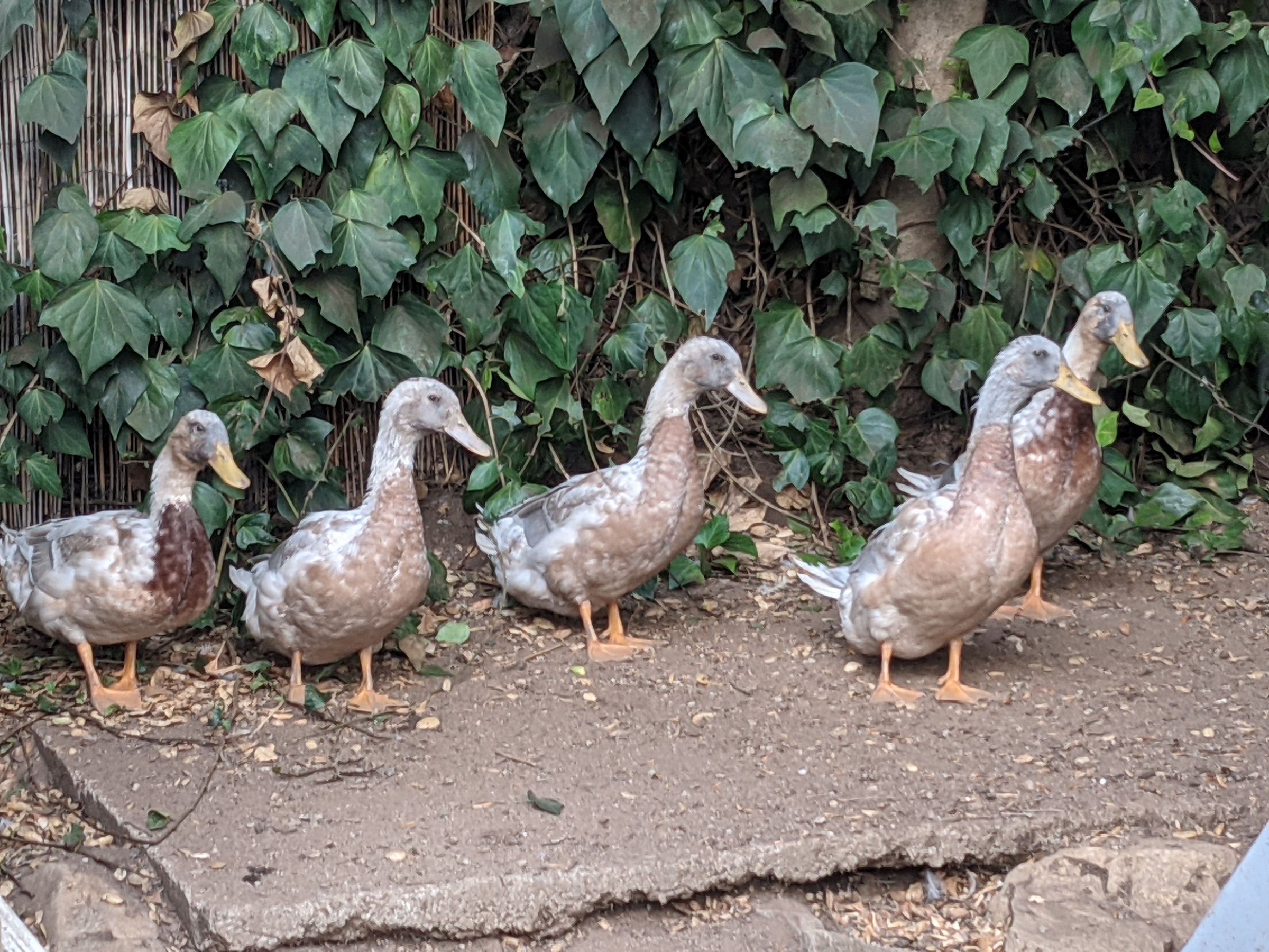 Backyard ducks