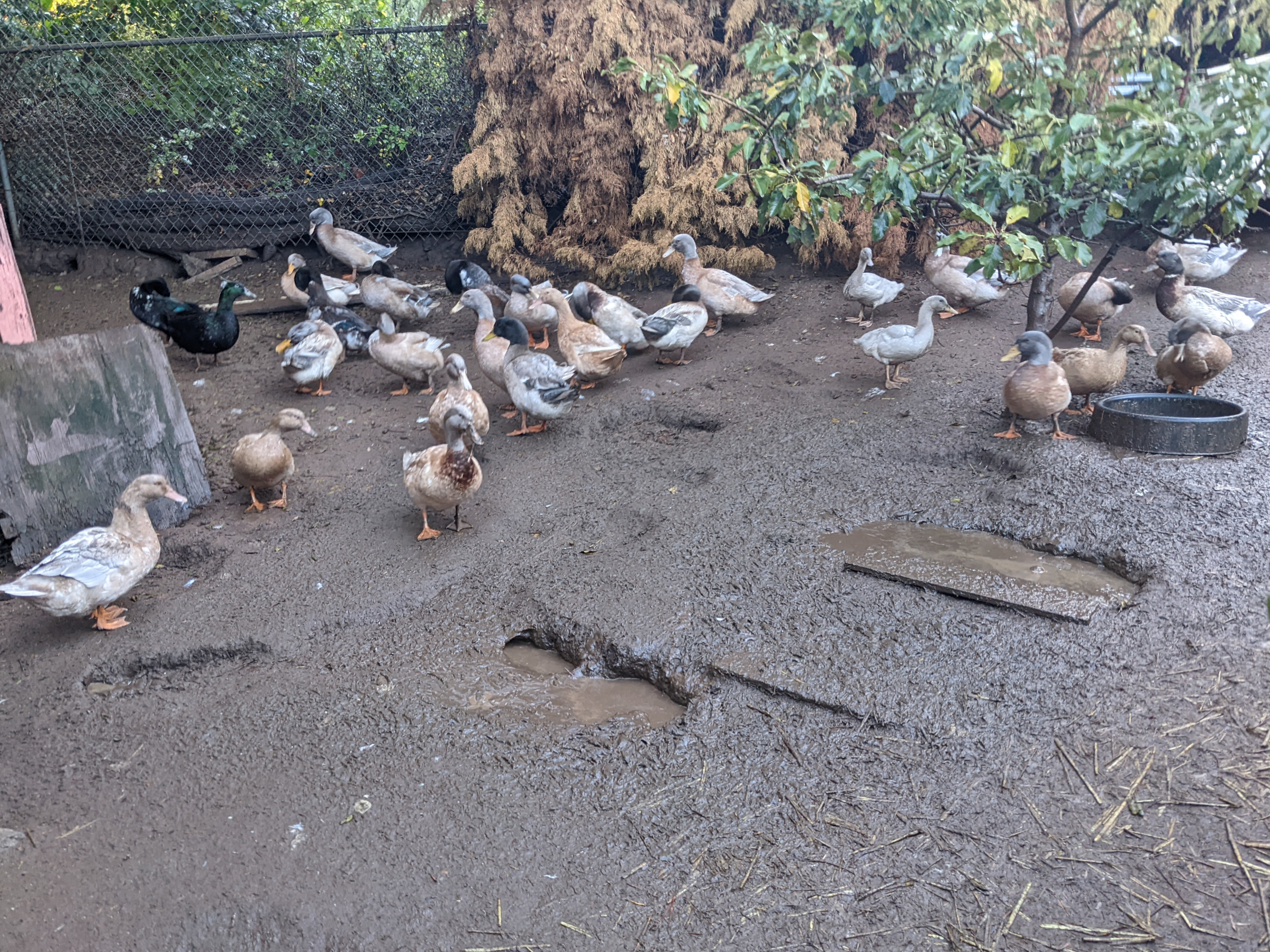 Ducks love mud
