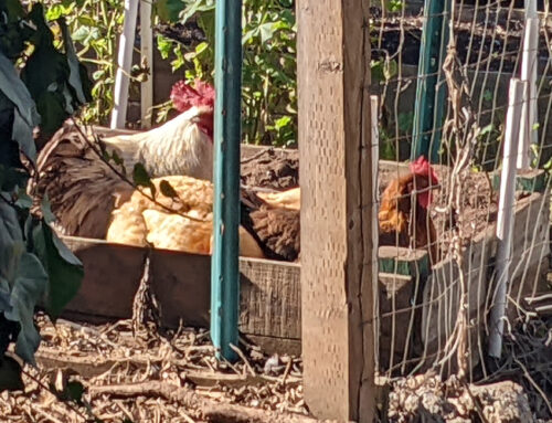 Raised Bed Chickens