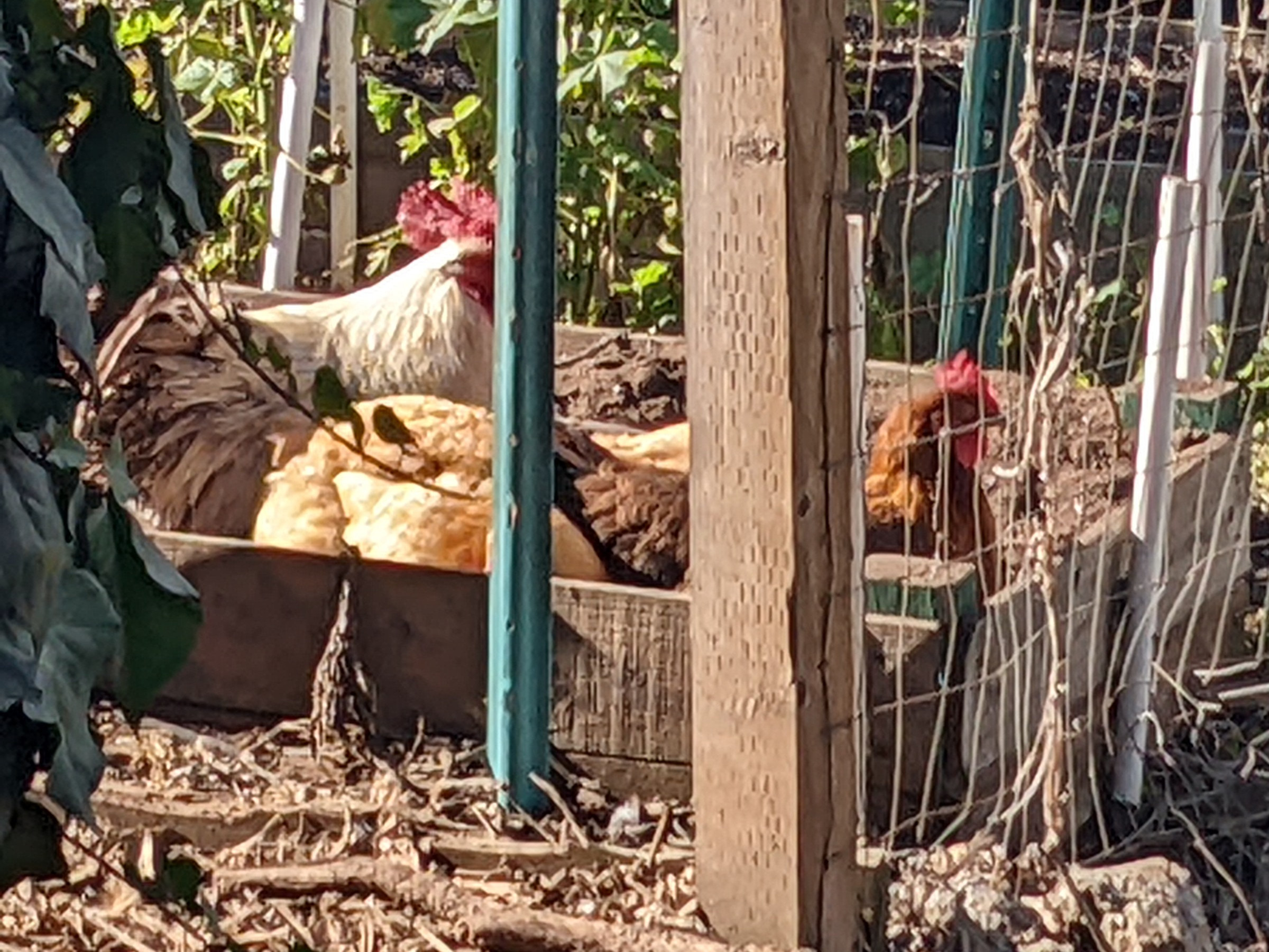 Free range chickens in a raised bed