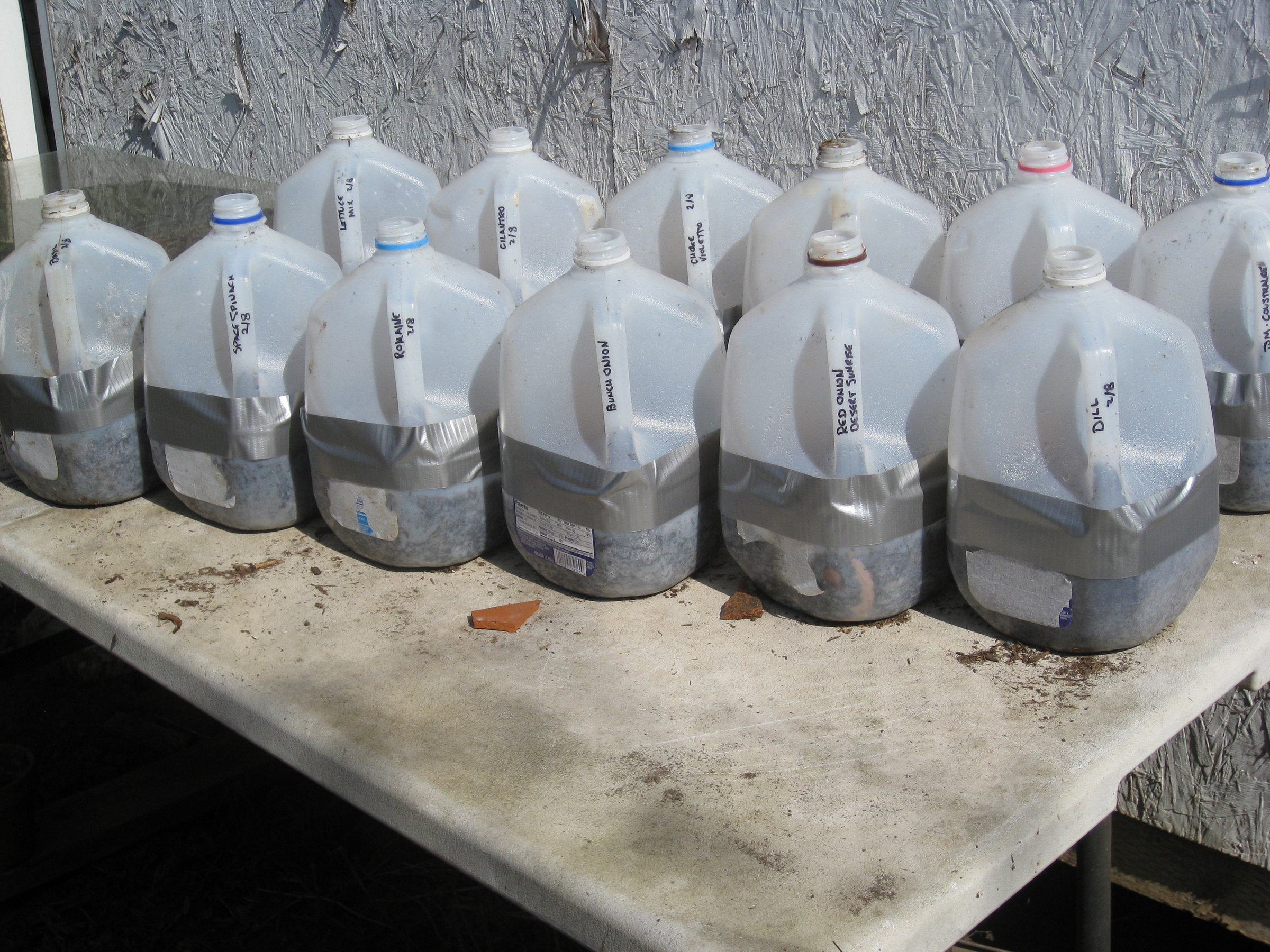 using milk jugs for greenhouses