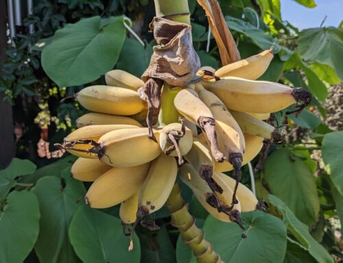 Banana Surprise
