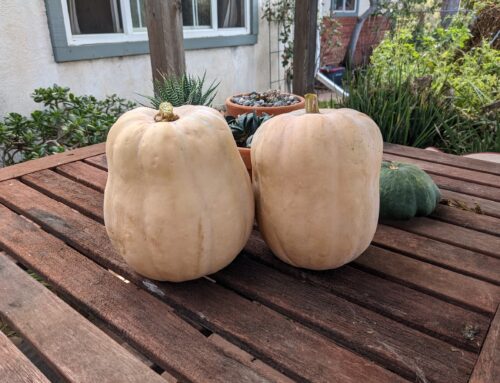 Squash Parents Mystery Solved