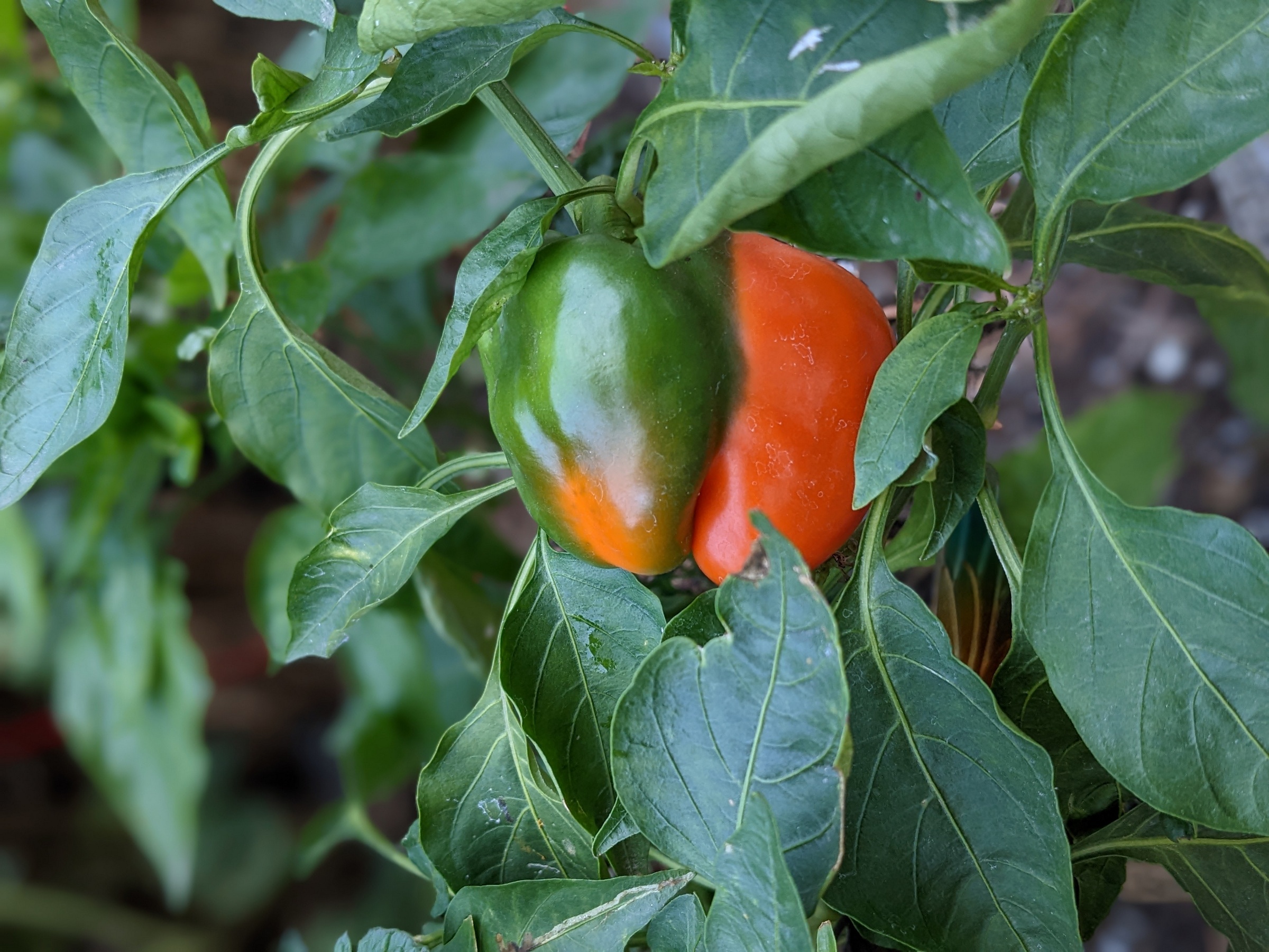 A Bell Pepper Wonder Sage's Acre