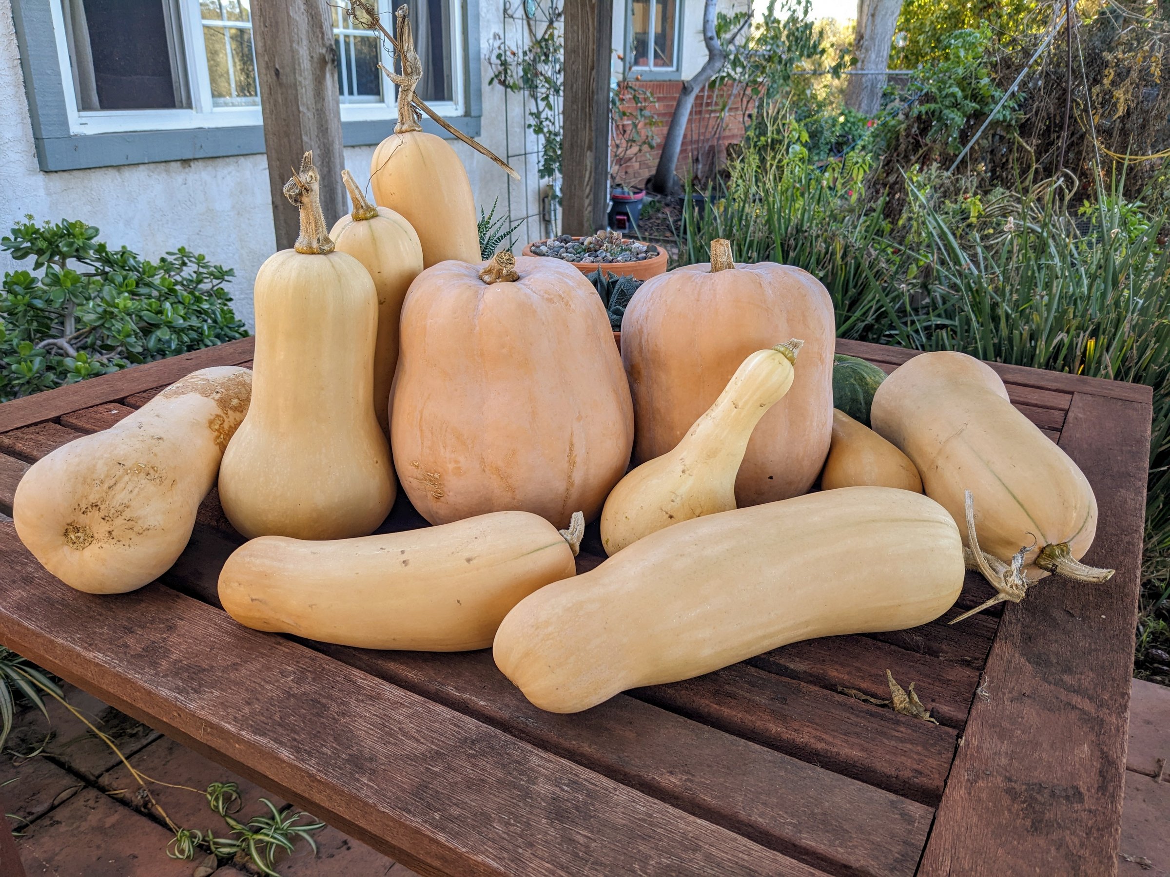 A Squash Family Thanksgiving Photo Sage's Acre