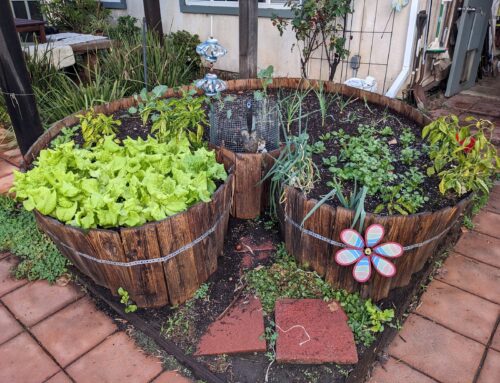 How to Refresh a Keyhole Garden