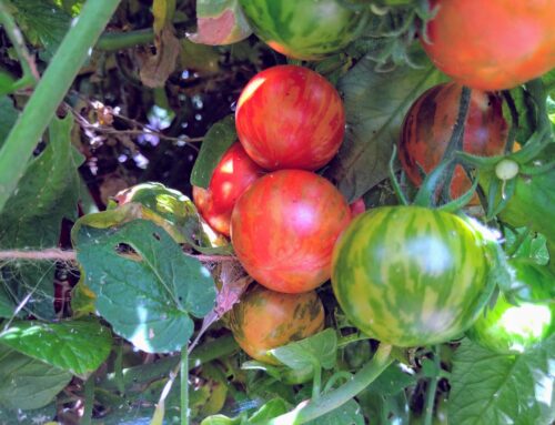 Self-Starting Winter Tomatoes